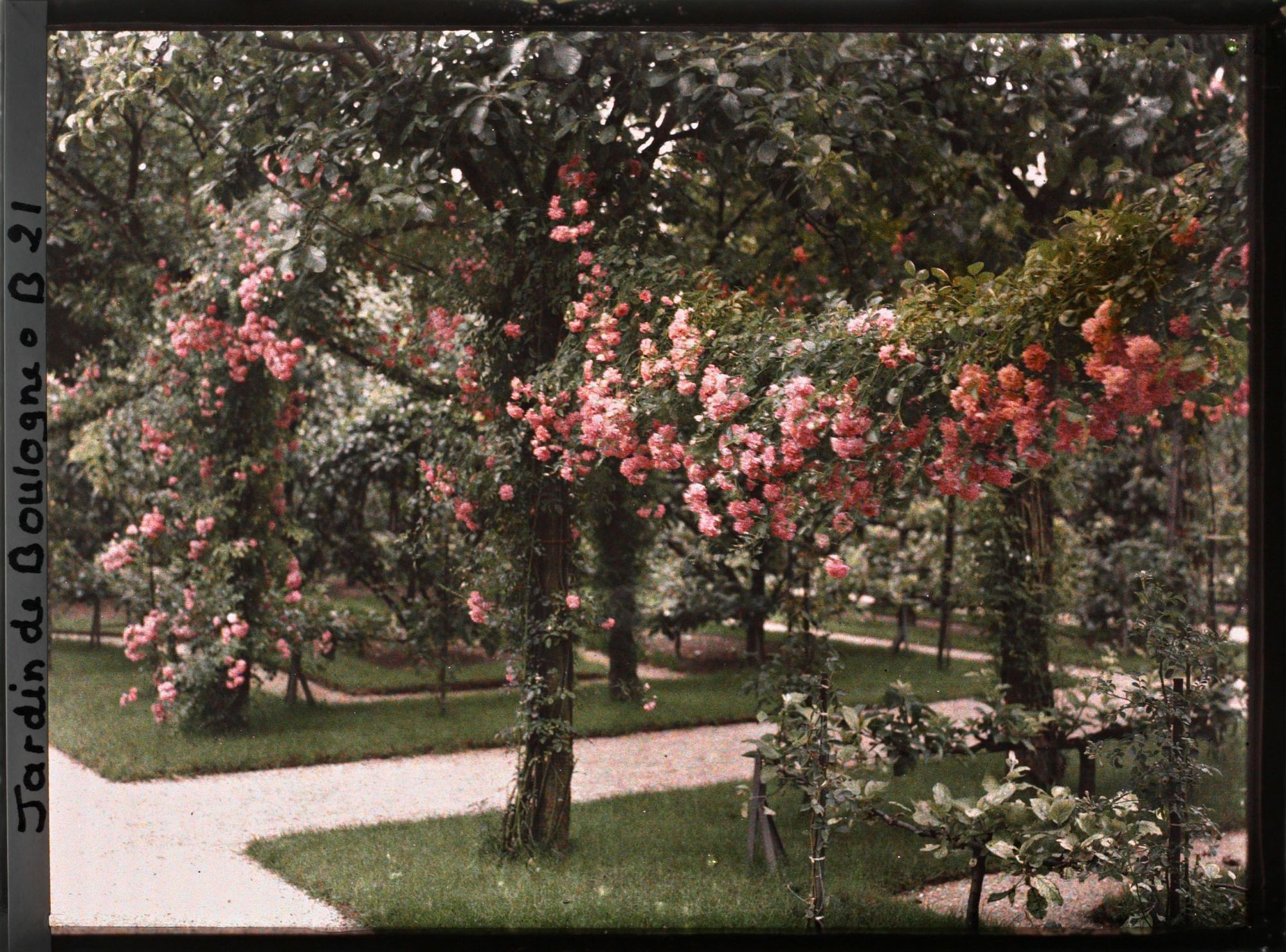 Image représentant Coin du verger-roseraie situé au sud-ouest du rond-point proche du jardin français