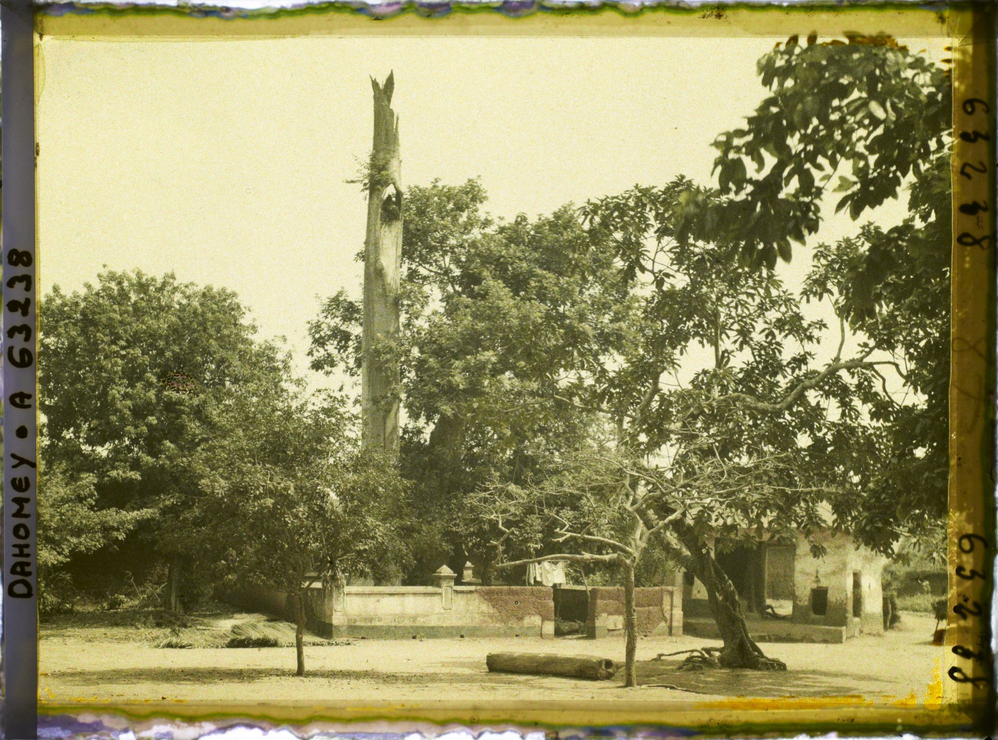 Image représentant Un chronoxyle d'Iroko (ou milicia exclesa) sacré ou arbre fétiche