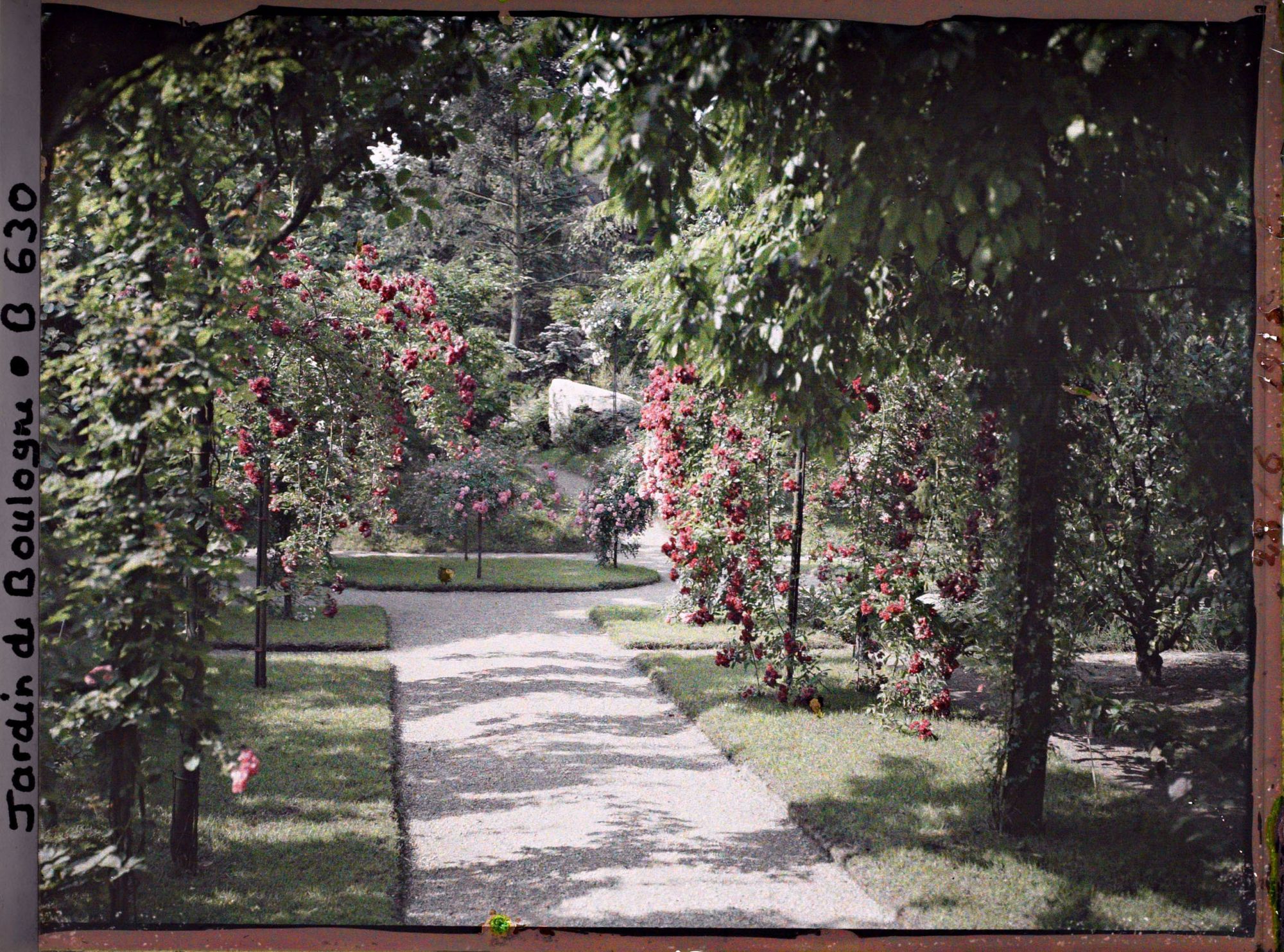 Image représentant Rosiers en fleurs au bord d'une allée menant au jardin japonais, à l'est du verger-roseraie