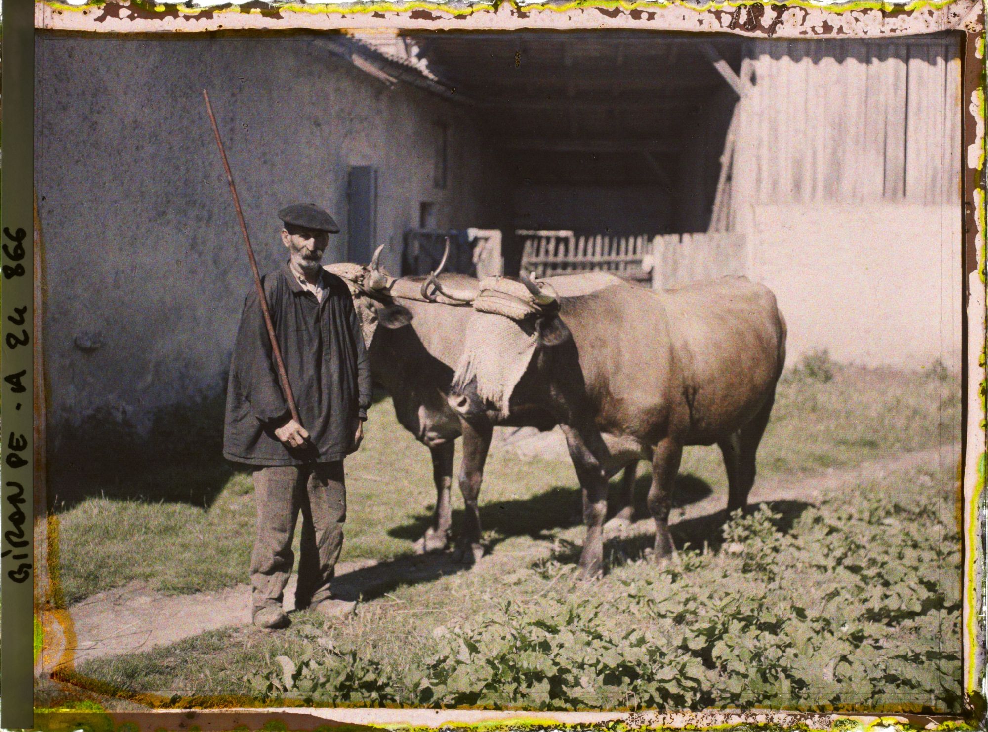 Image représentant Paysan conduisant des boeufs