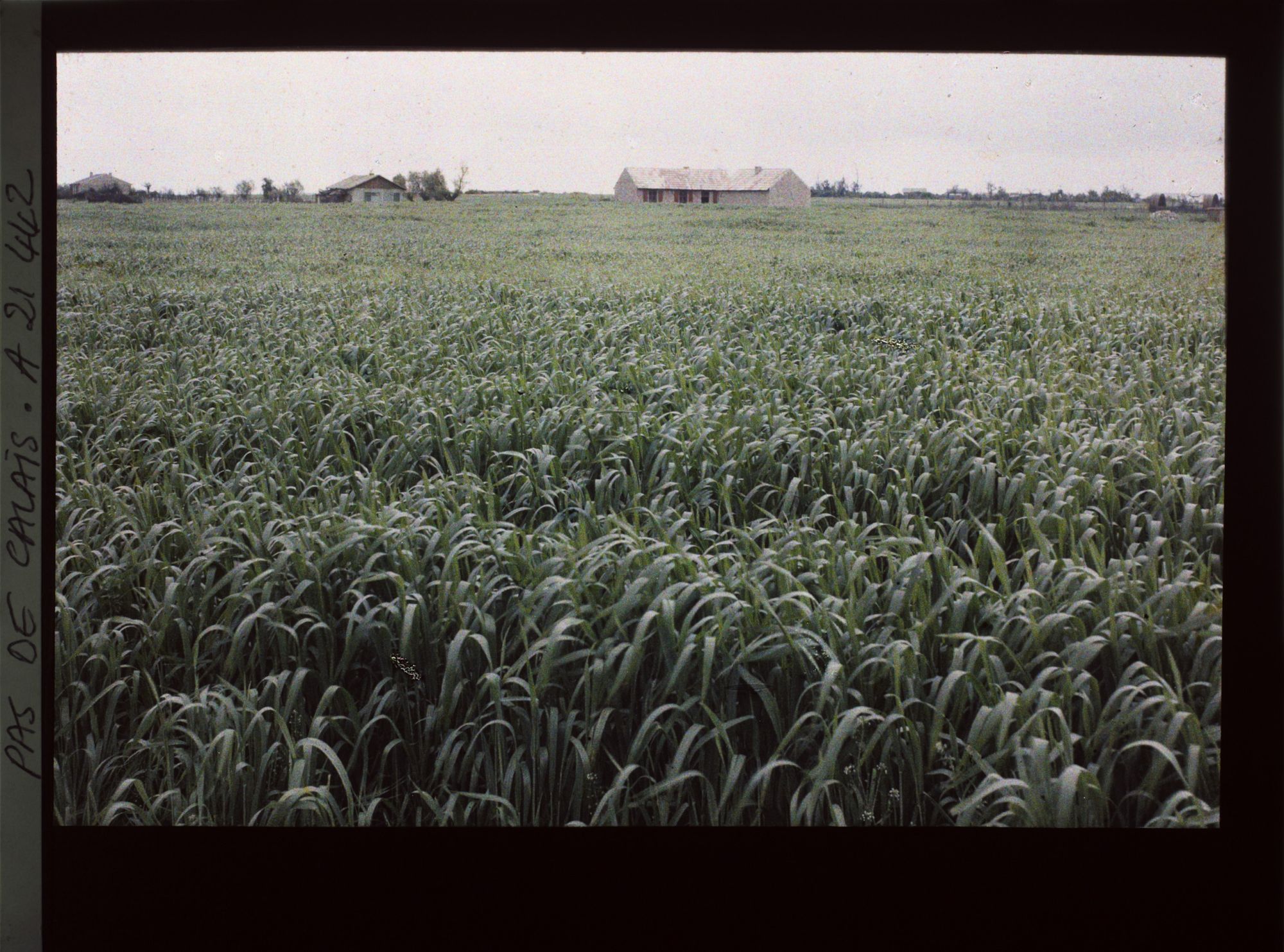 Image représentant France, Cuinchy, Champ de blé et ferme
