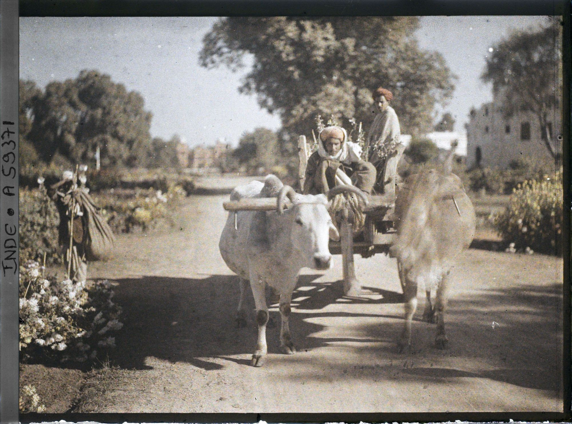 Image représentant Un attelage à deux boeufs dans le parc du palais