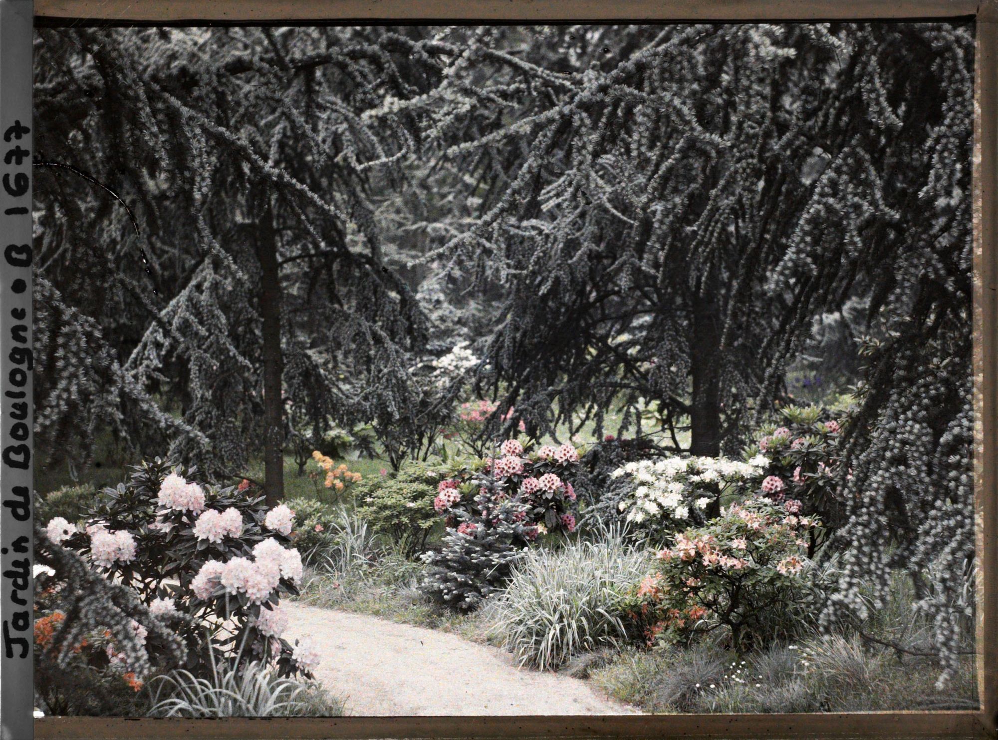 Image représentant Rhodos et sapins bleus