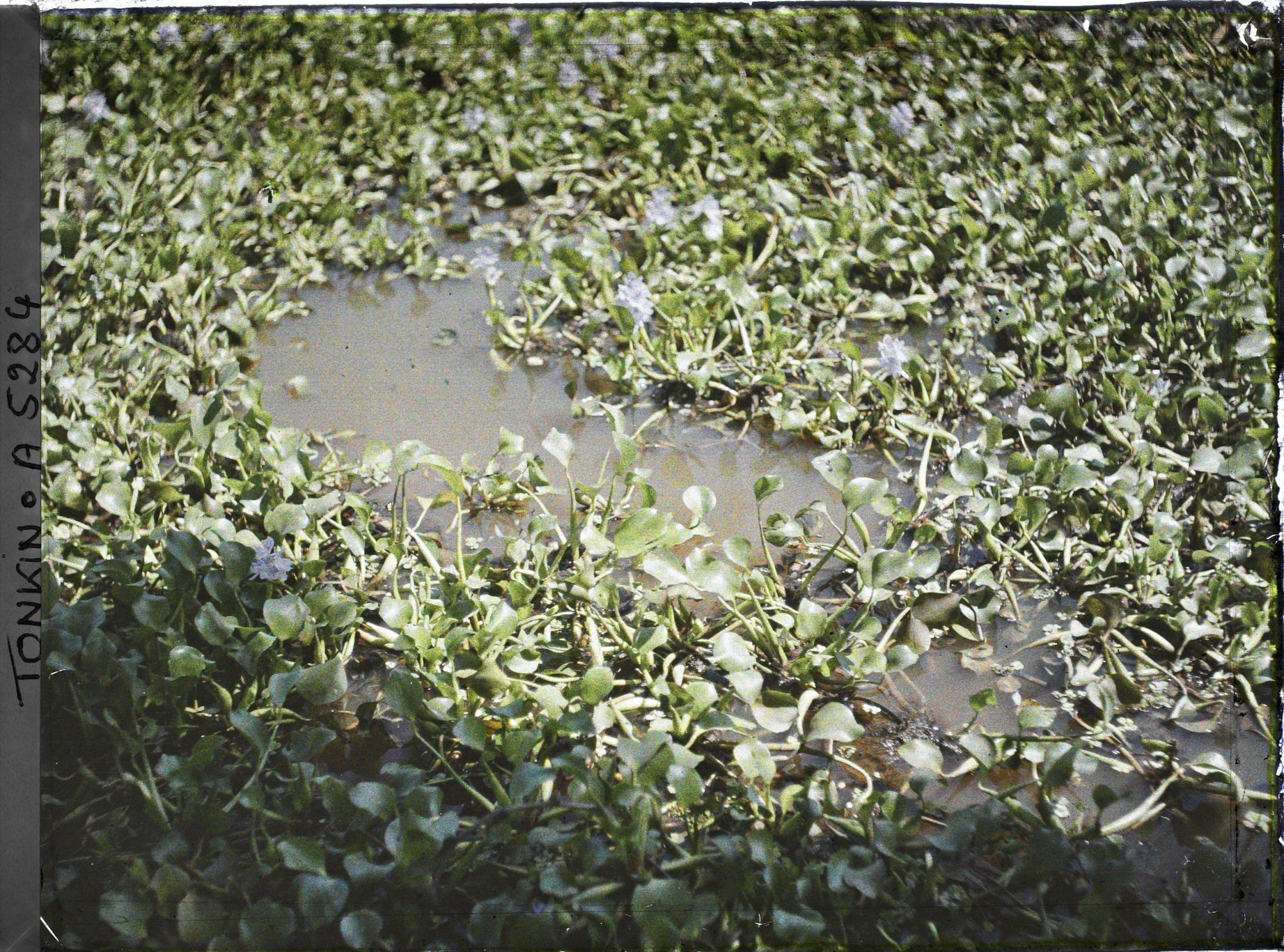 Image représentant Des nénuphars bleus sur un étang