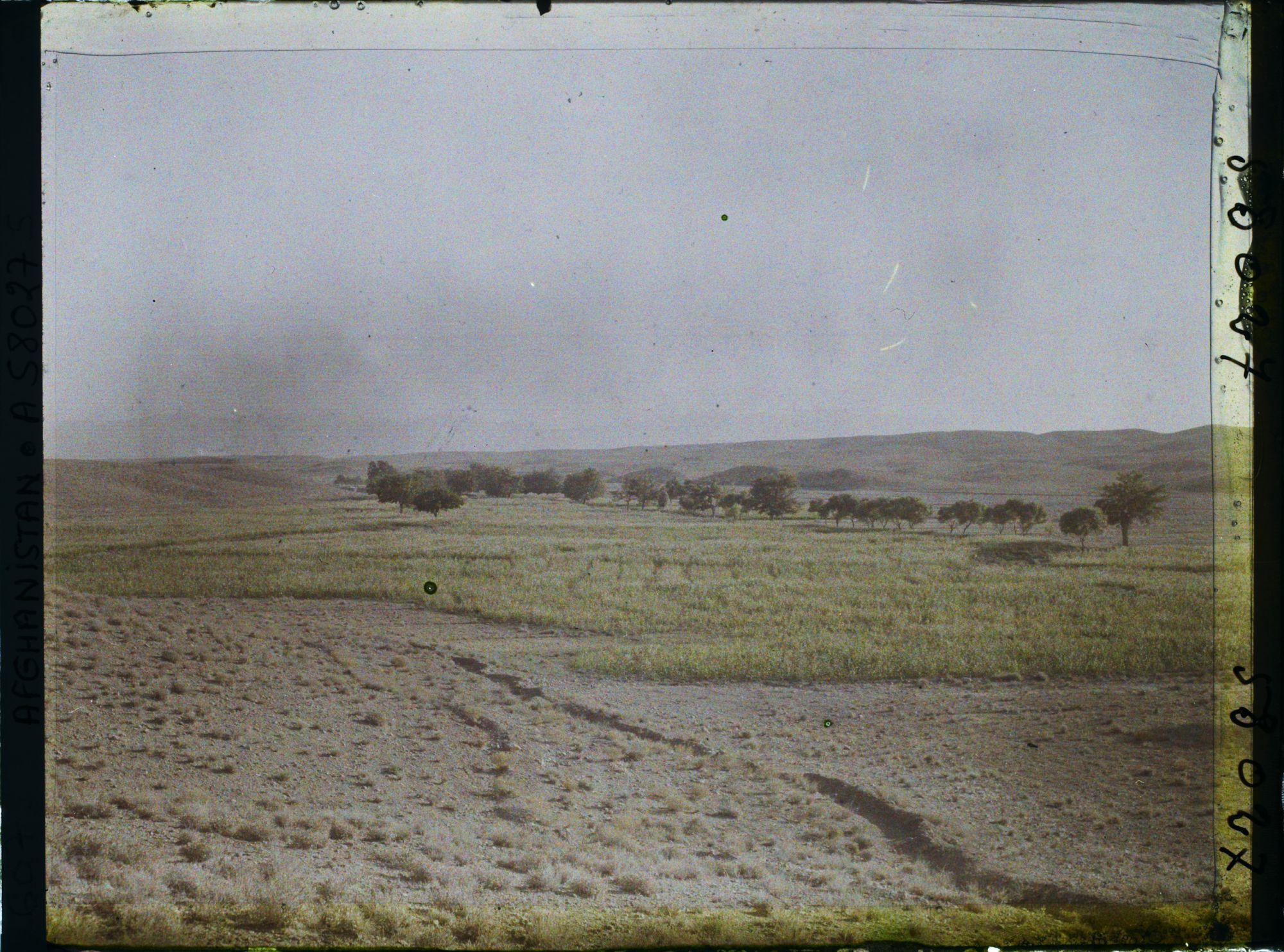 Image représentant Champs de maïs