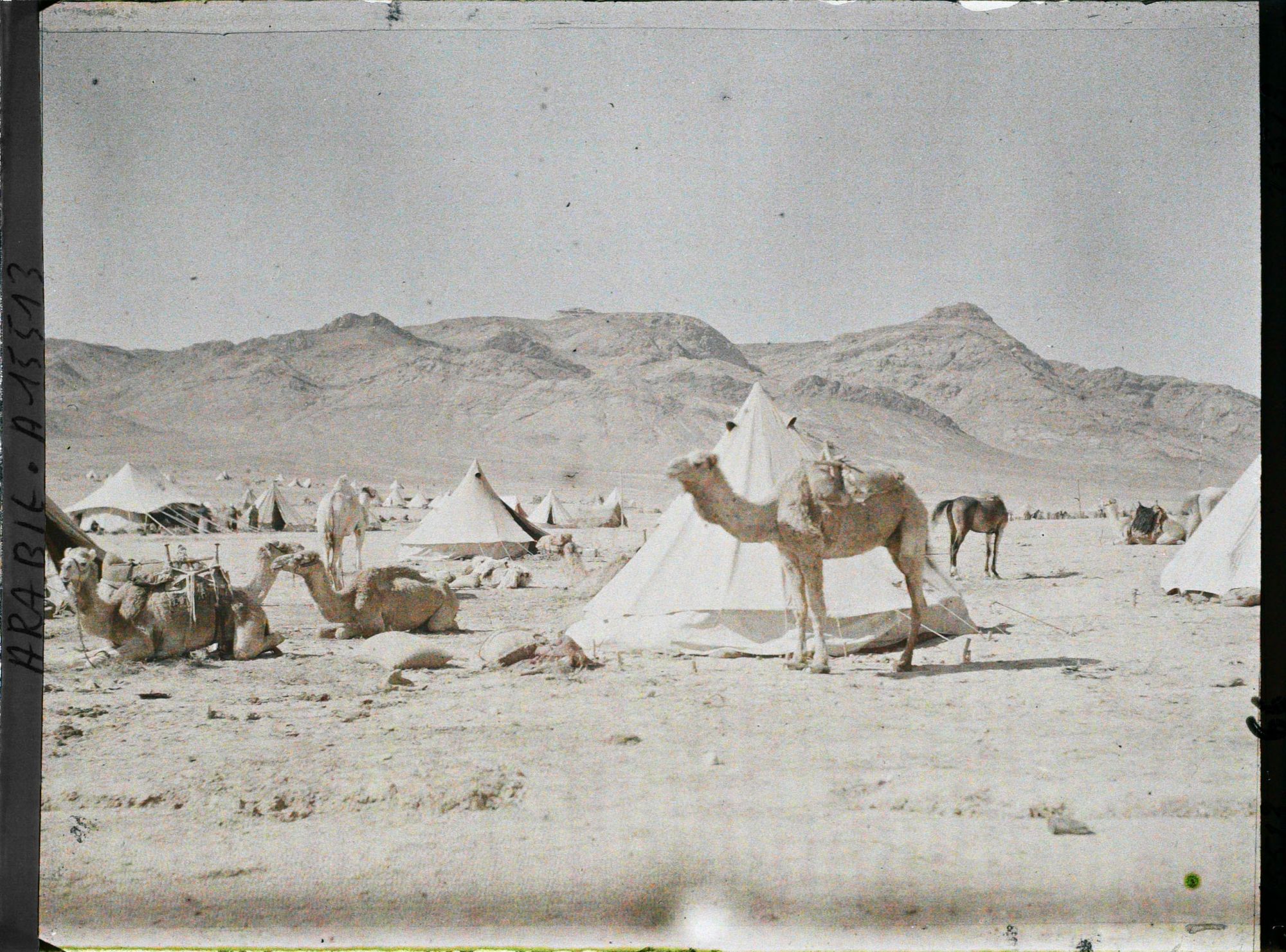 Image représentant Le camp des forces arabes