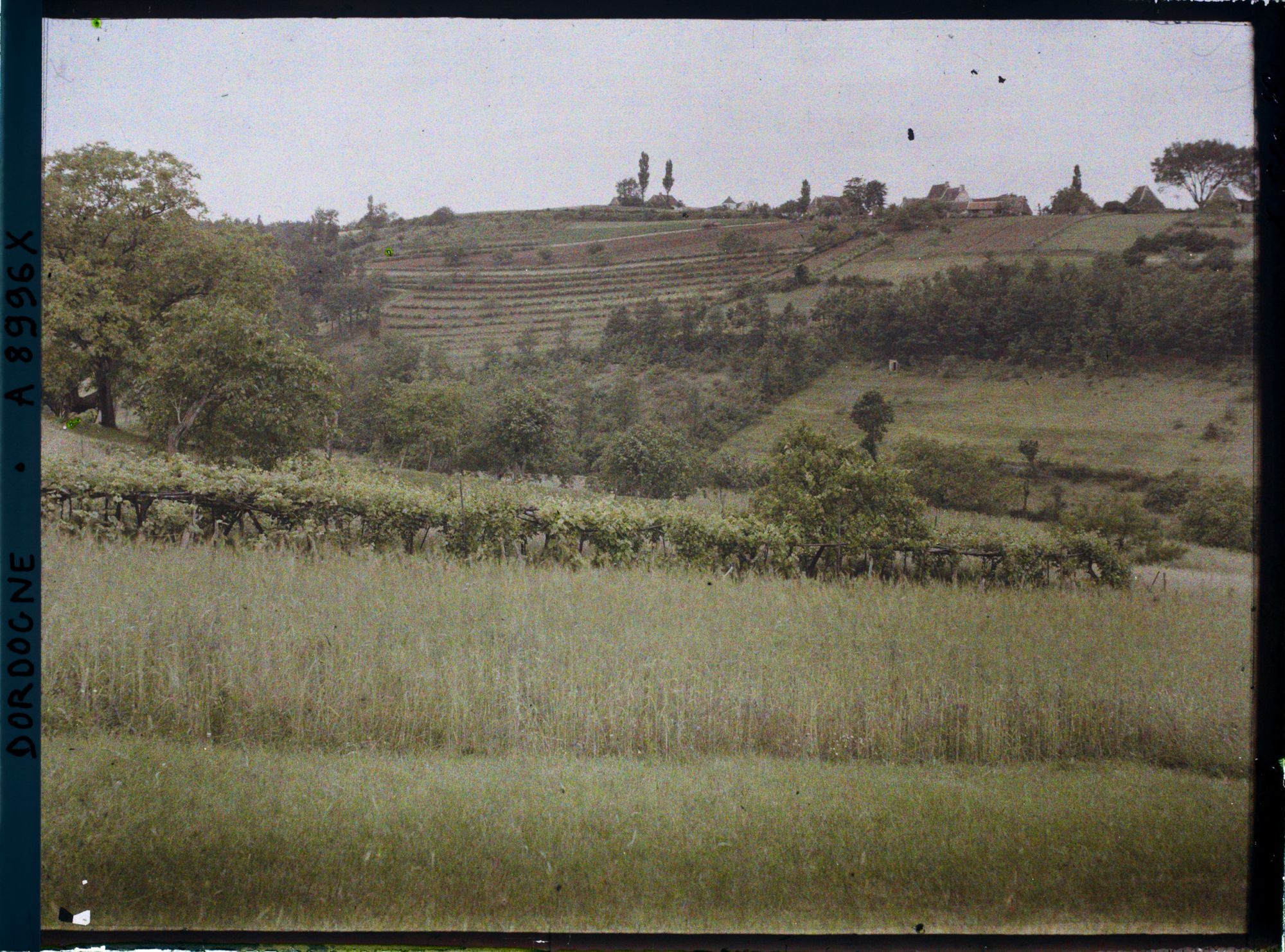 Image représentant France, Cadouin, Paysage près de Valade, seigle au 1er plan, vigne, à côté champs cultivés