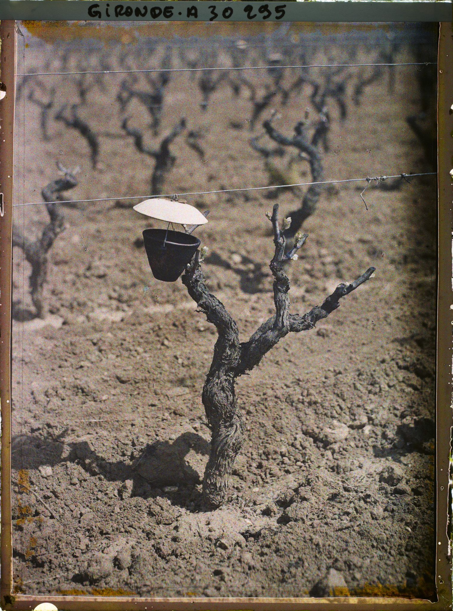 Image représentant France, Cépage (Blanc) Sémillon = le récipient suspendu au dessus du greffage est rempli de matières sucrées : c'est un piège alimentaire pour endémys
