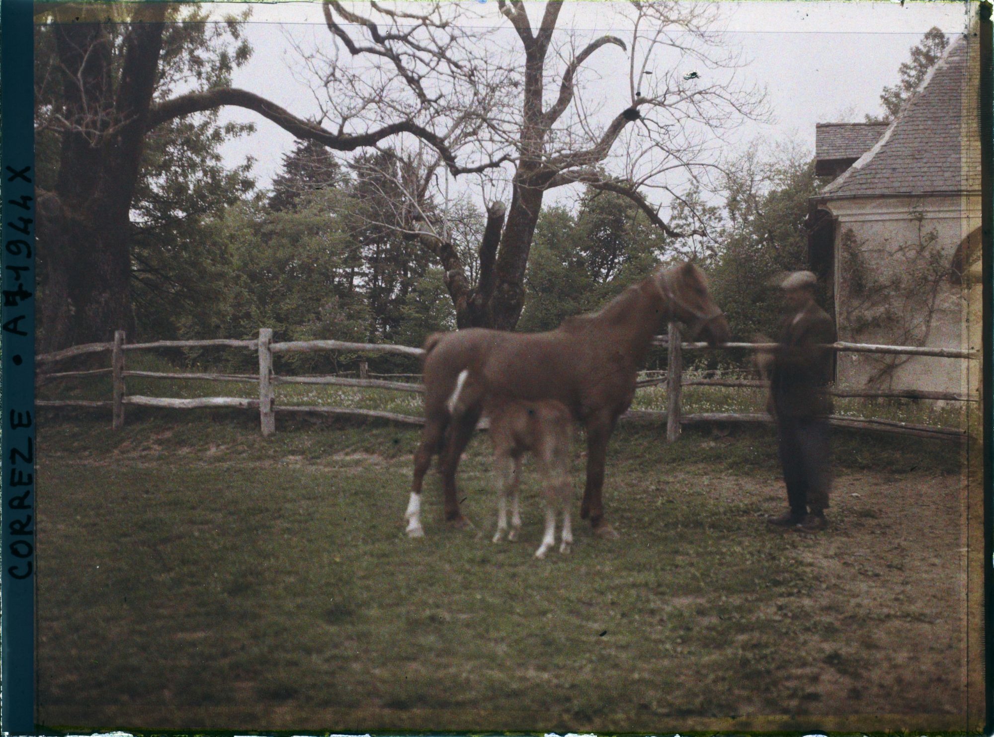 Image représentant Une jument et son poulain à la jumenterie du château de la Rivière