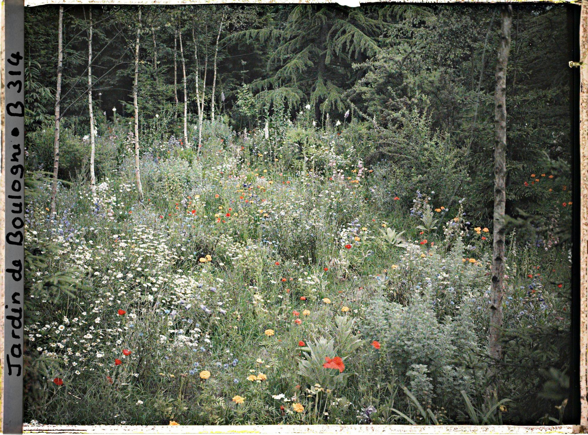 Image représentant La prairie en fleurs au coeur de la forêt dorée