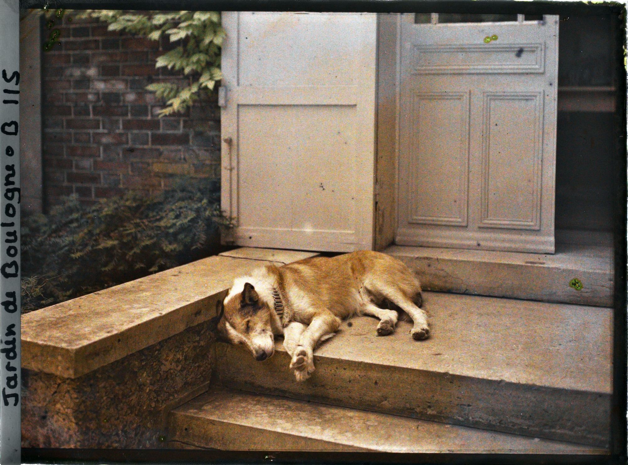 Image représentant Le chien Pierrot sur le perron du laboratoire des Archives de la Planète