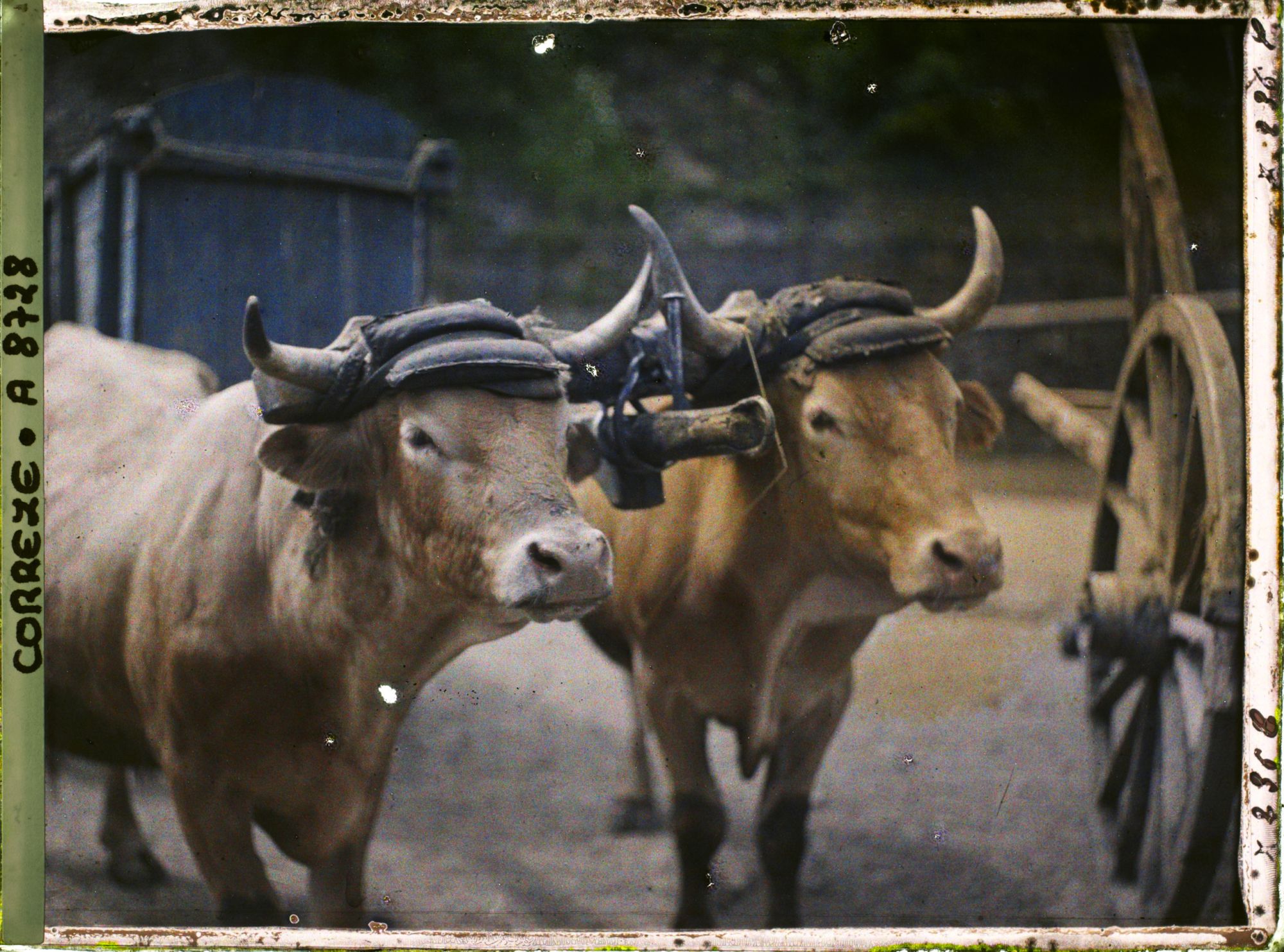 Image représentant Des boeufs attelés
