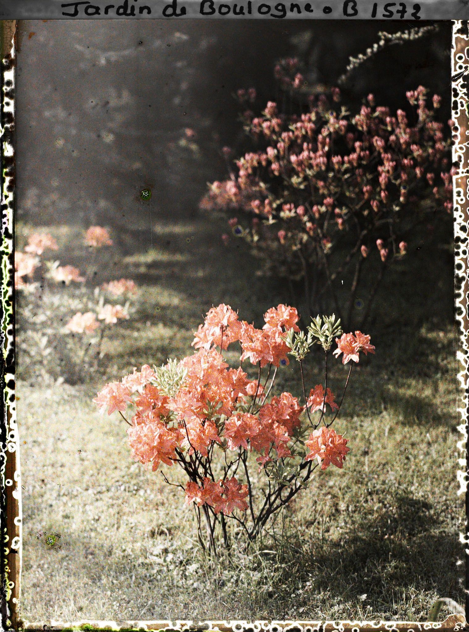 Image représentant Azalées