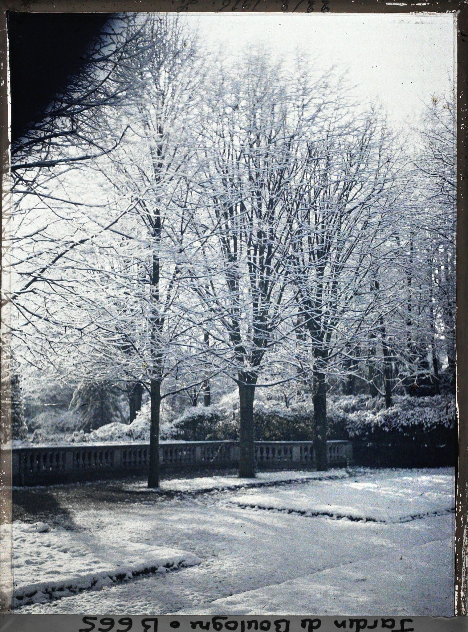 Image représentant Rangée de tilleuls du jardin français sous la neige