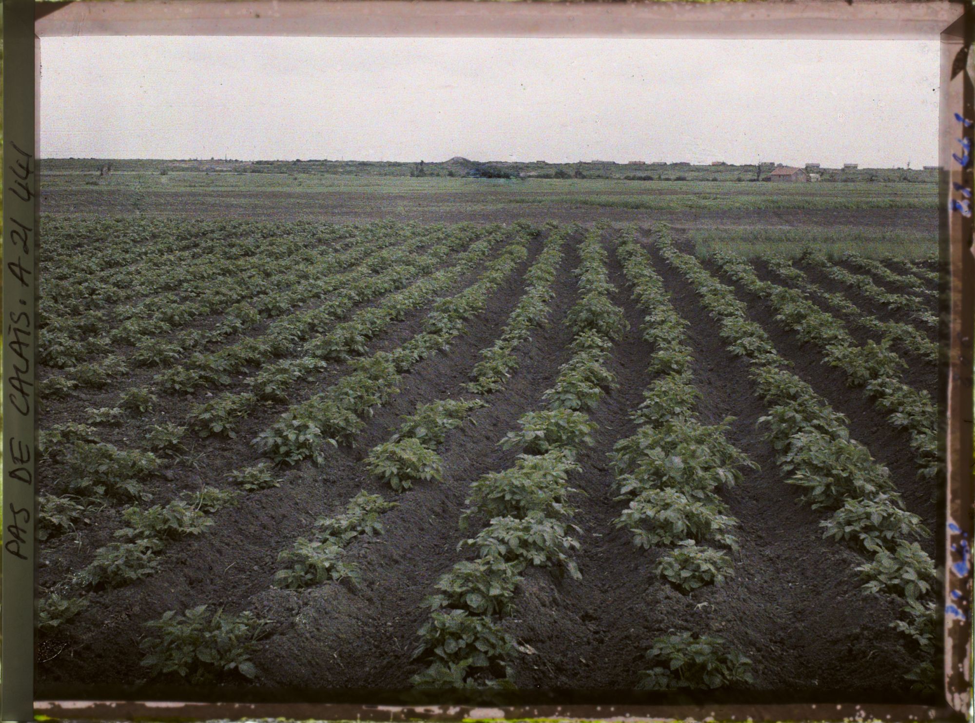 Image représentant France, Cuinchy, Un Champ de pommes de terre en pleine culture