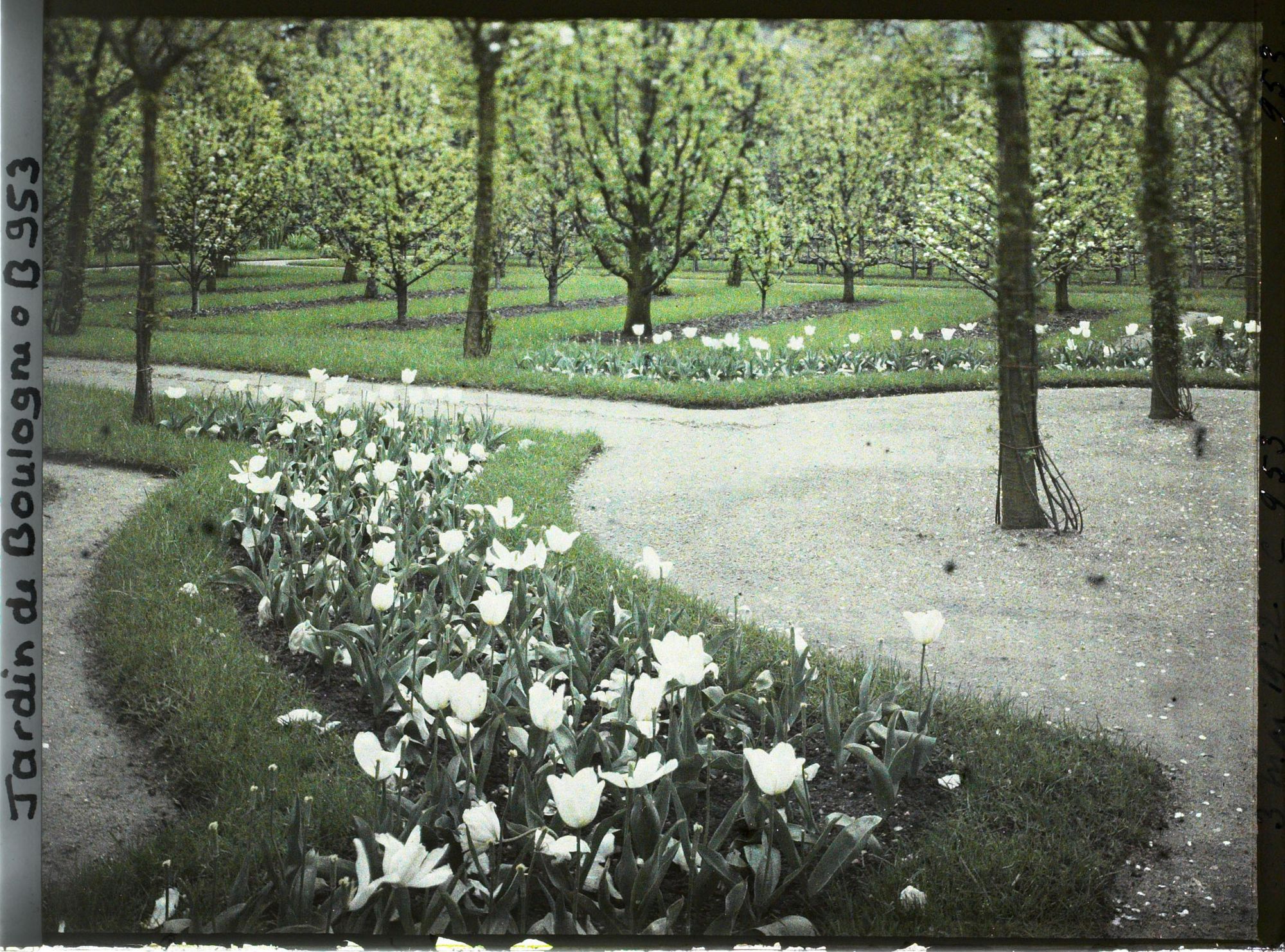 Image représentant Coin nord-ouest du verger-roseraie et du rond-point proche de la dépendance, vu en direction de l'est