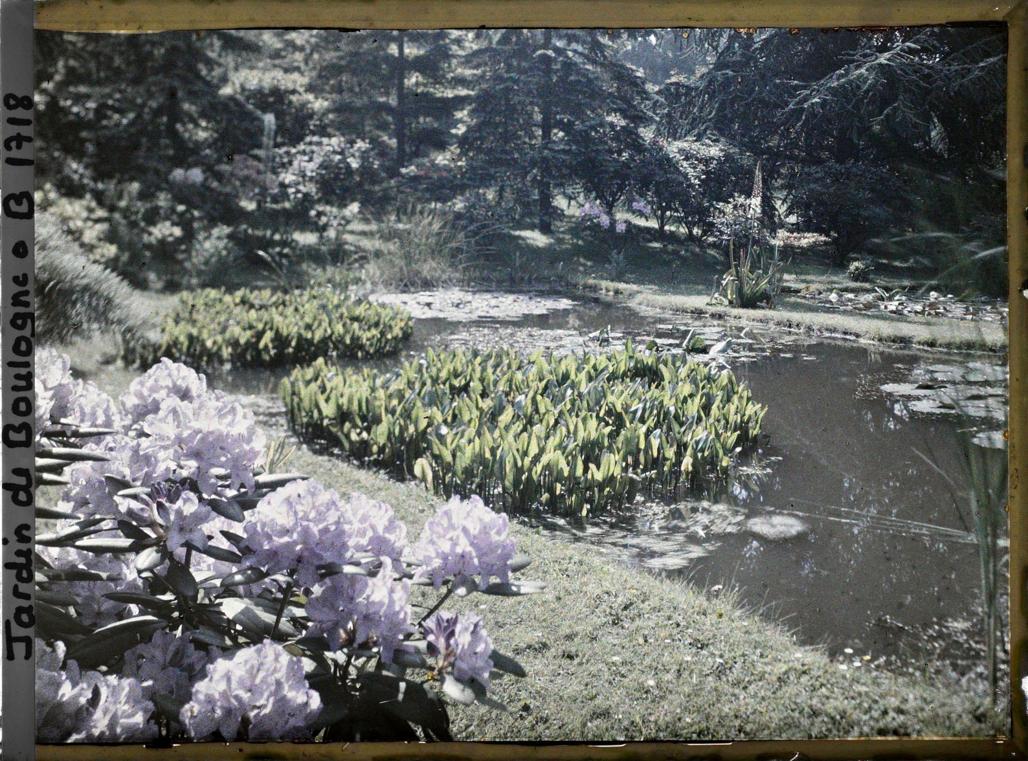 Image représentant L'Étang et touffe de rhodo mauve