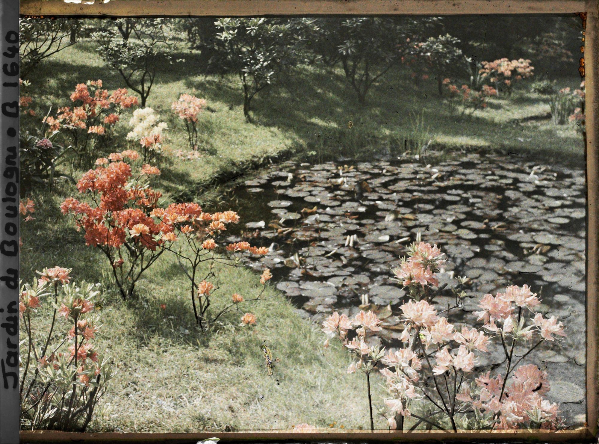 Image représentant Berges des " étangs " fleuries d'azalées, situées au nord-est du marais et vues en direction du sud