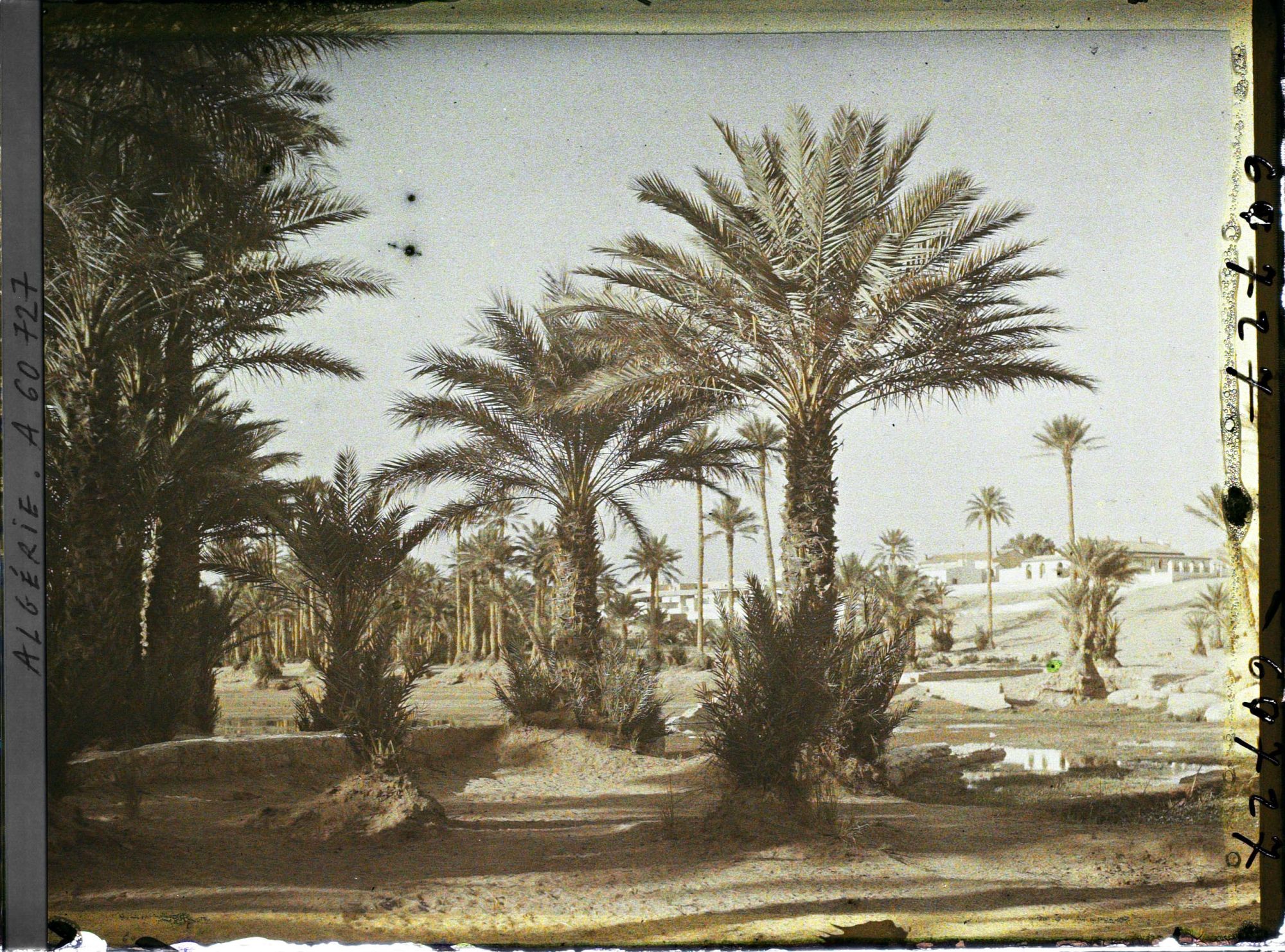 Image représentant La Palmeraie au bord de l'oued Ouakda, avec la ville européenne à l'arrière-plan