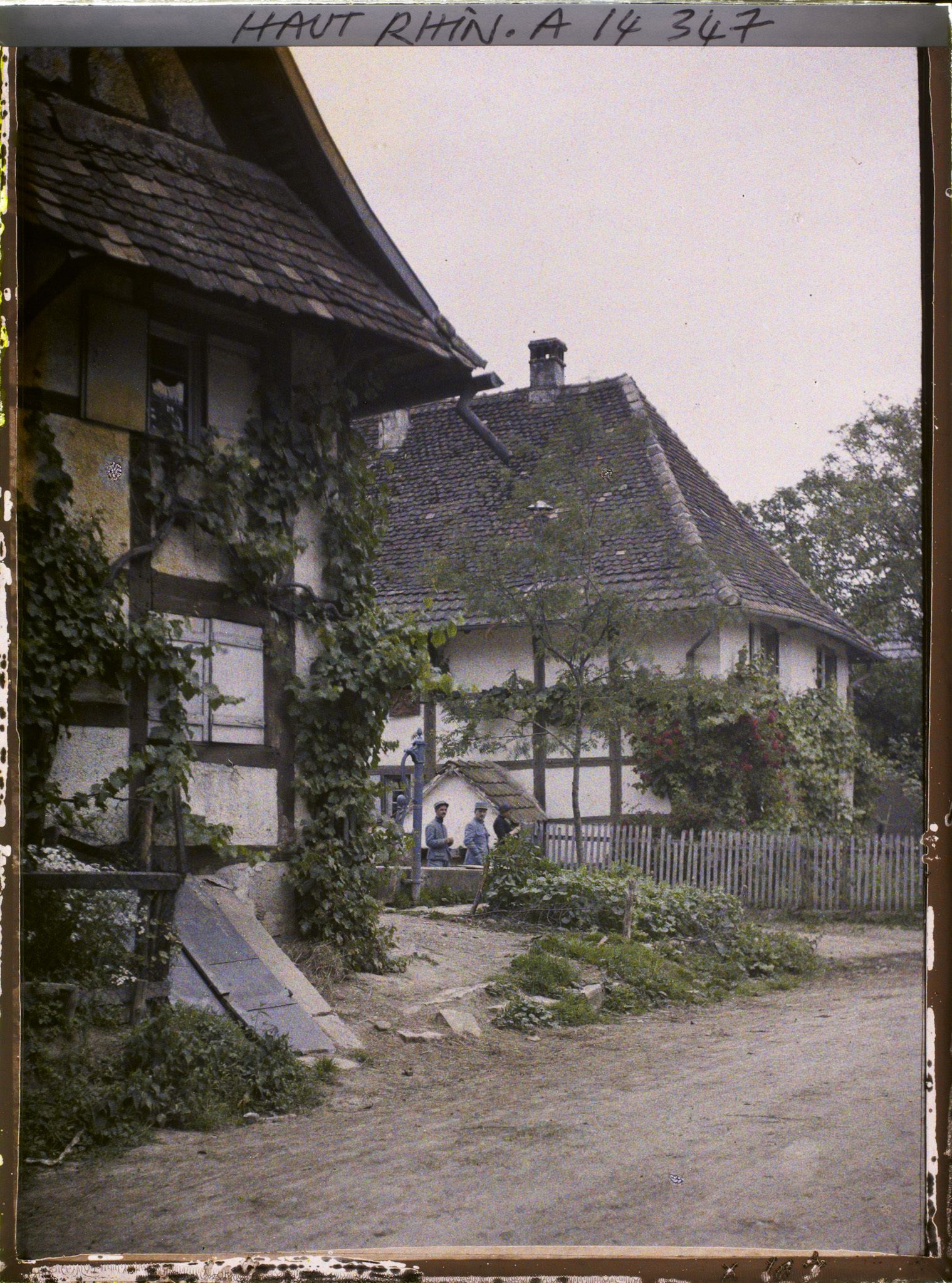 Image représentant Alsace, Wolfersdorf, Deux maisons dont une avec roses rouges et l'autre avec vigne.