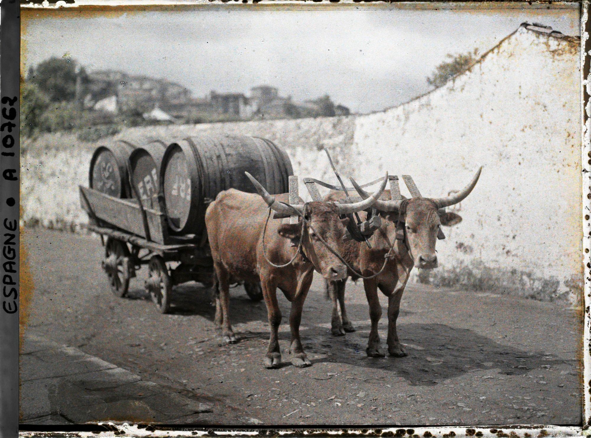 Image représentant Espagne, Santiago de Compostela, Un attelage de boeufs