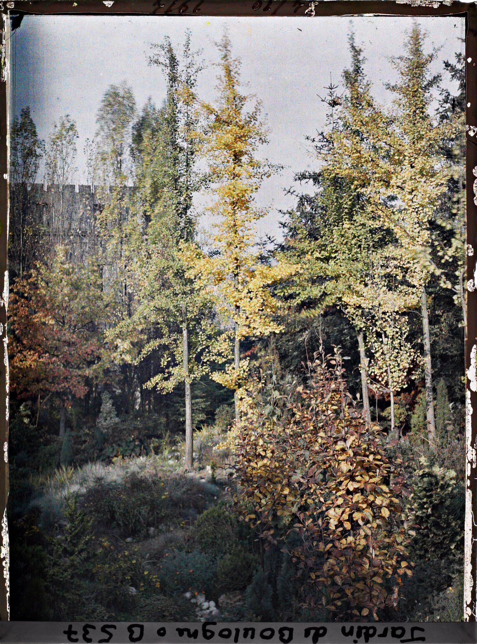 Image représentant Arbres du " sanctuaire japonais " voilant une maison du quai du 4-Septembre