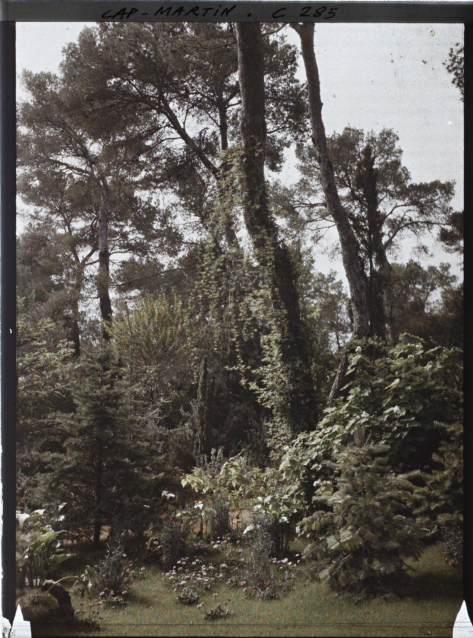 Image représentant Cap-Martin - Le Jardin