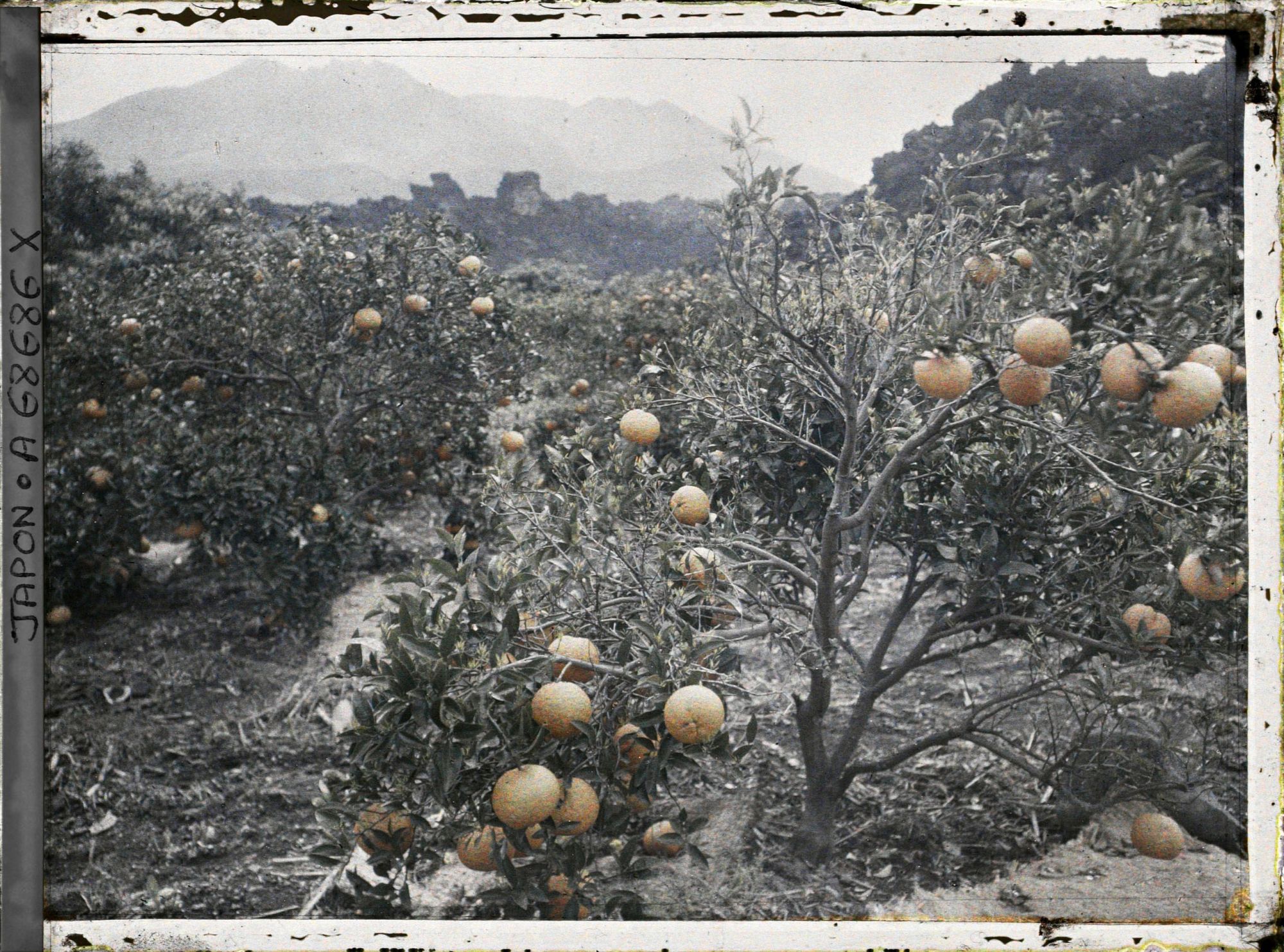Image représentant Culture d'agrumes au pied du Sakurajima