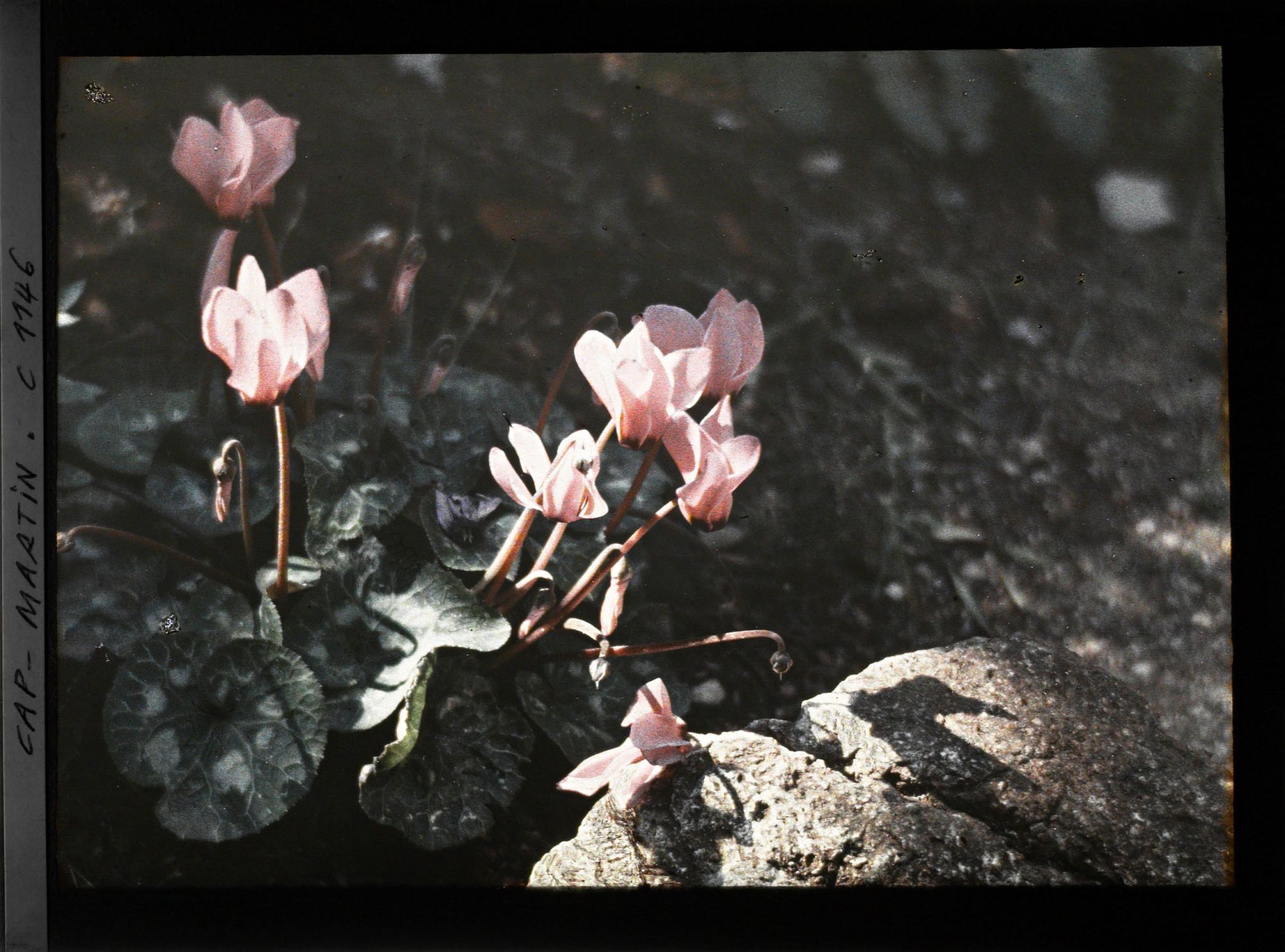 Image représentant Cyclamen rose en fleurs