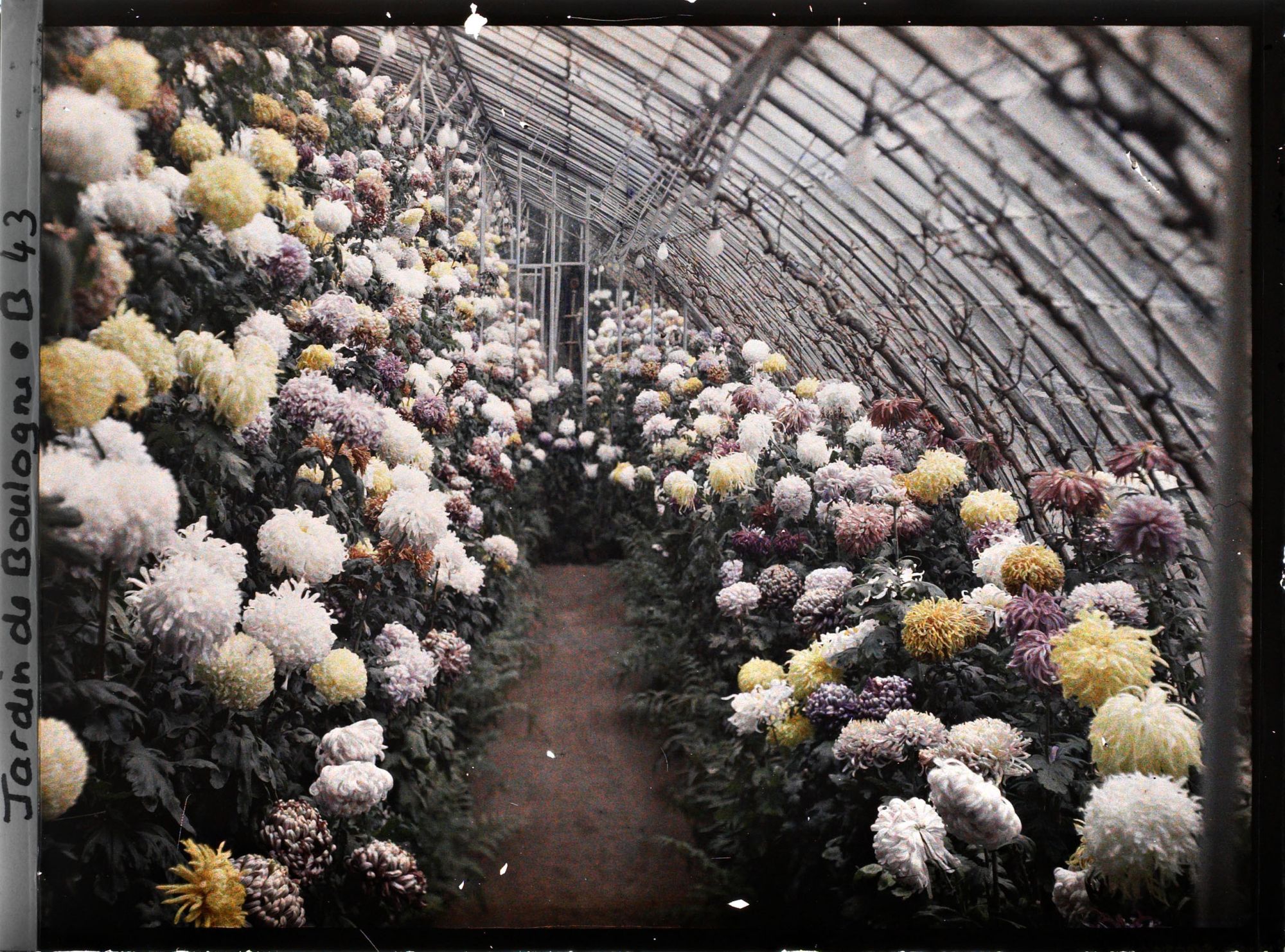 Image représentant Collection de chrysanthèmes située dans une des serres adjacentes au jardin d'hiver