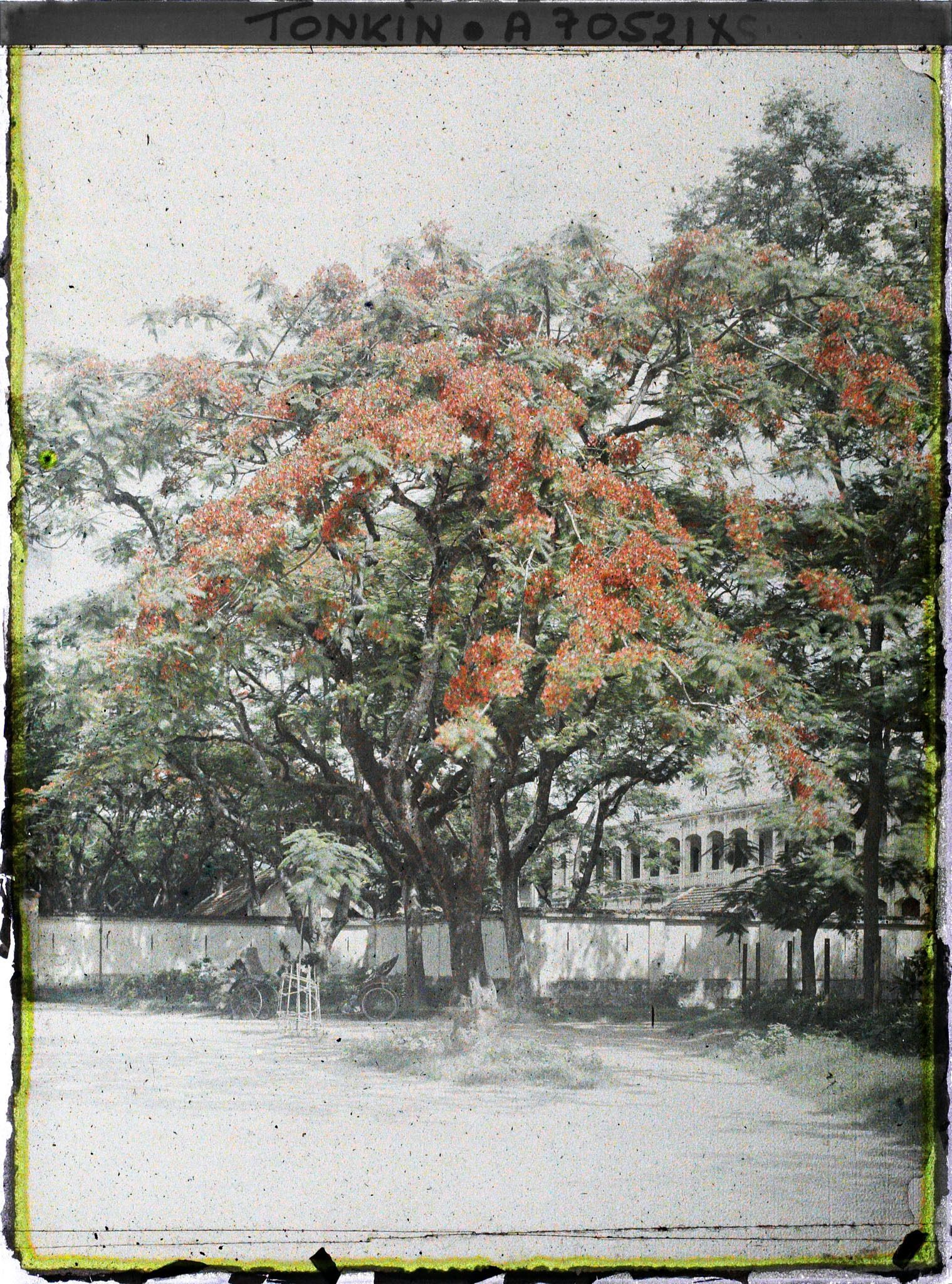 Image représentant Les flamboyants de l'avenue du General Bichot