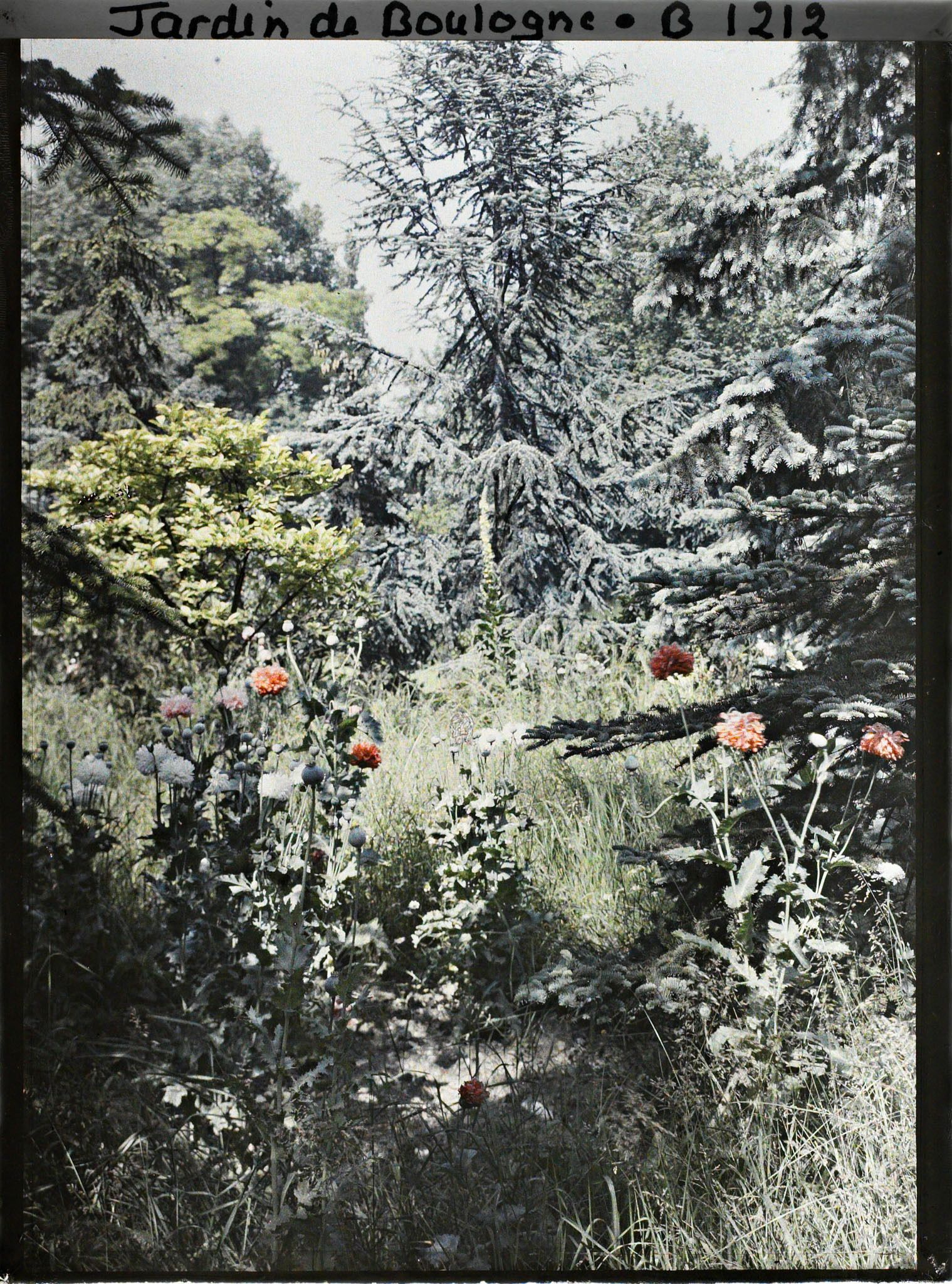 Image représentant La forêt bleue près de la prairie?