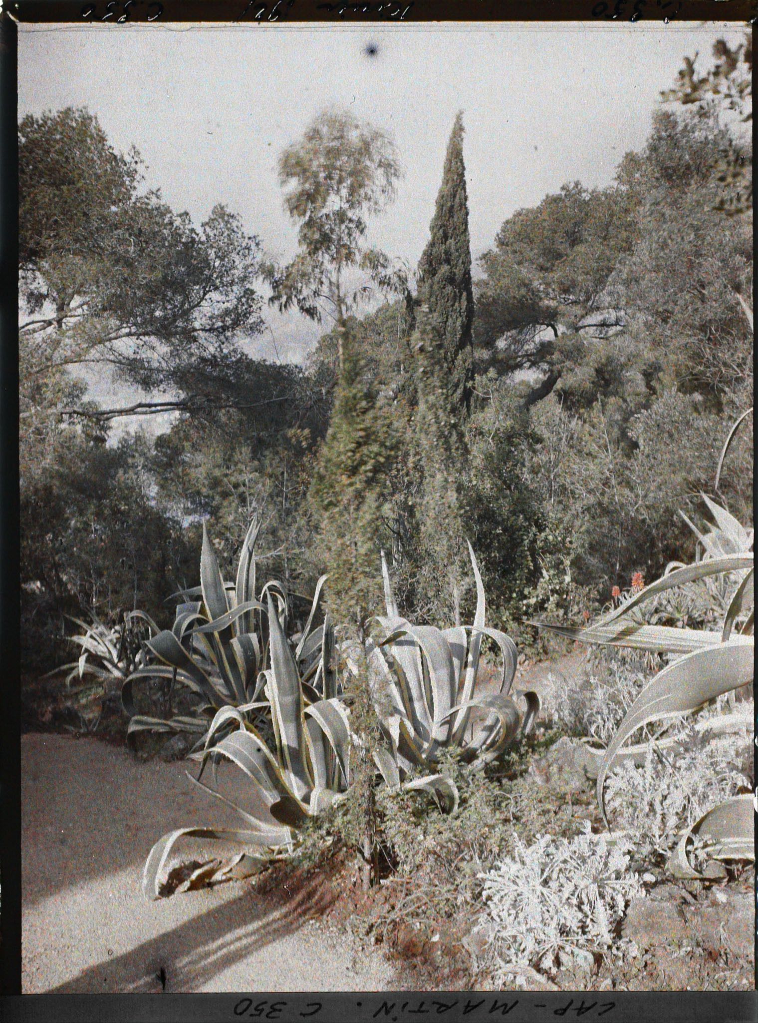 Image représentant Agaves dans le jardins