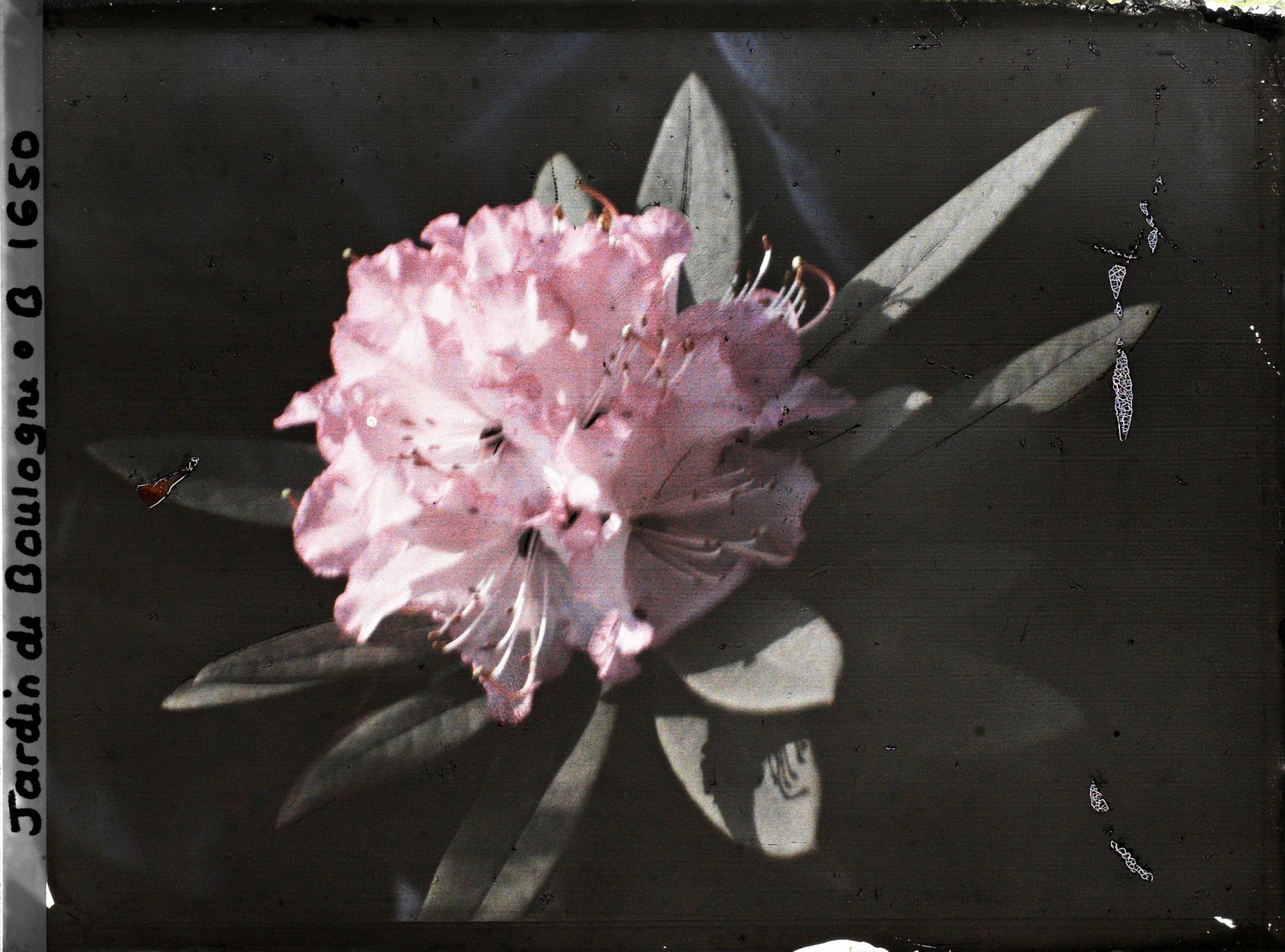 Image représentant Fleur de rhodo rose en gros plan