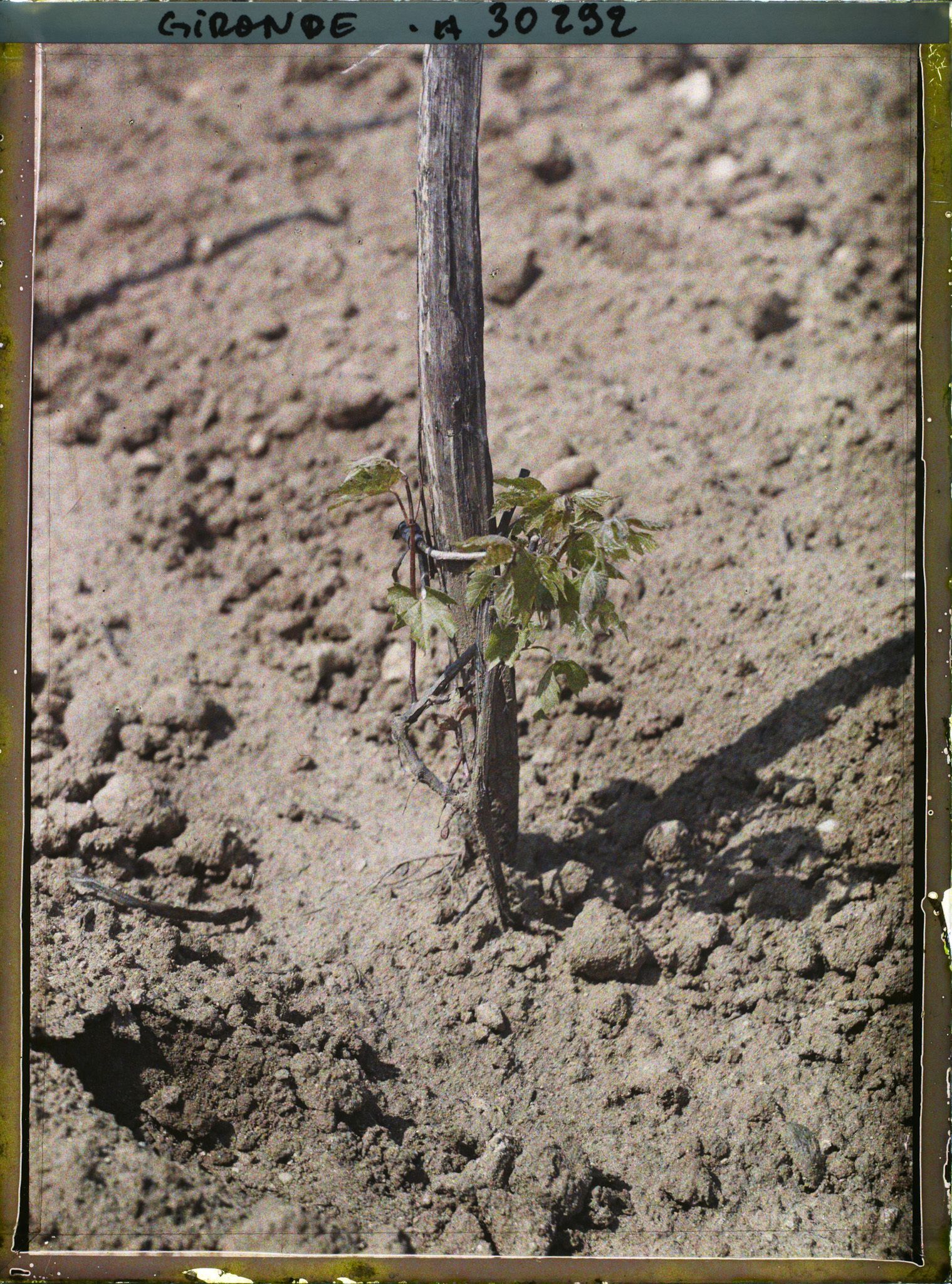Image représentant France, Greffage : 1ère année, Cépage Américain de l'age d'un an, sur lequel sera greffé un Cépage Français. hr = 24cent.