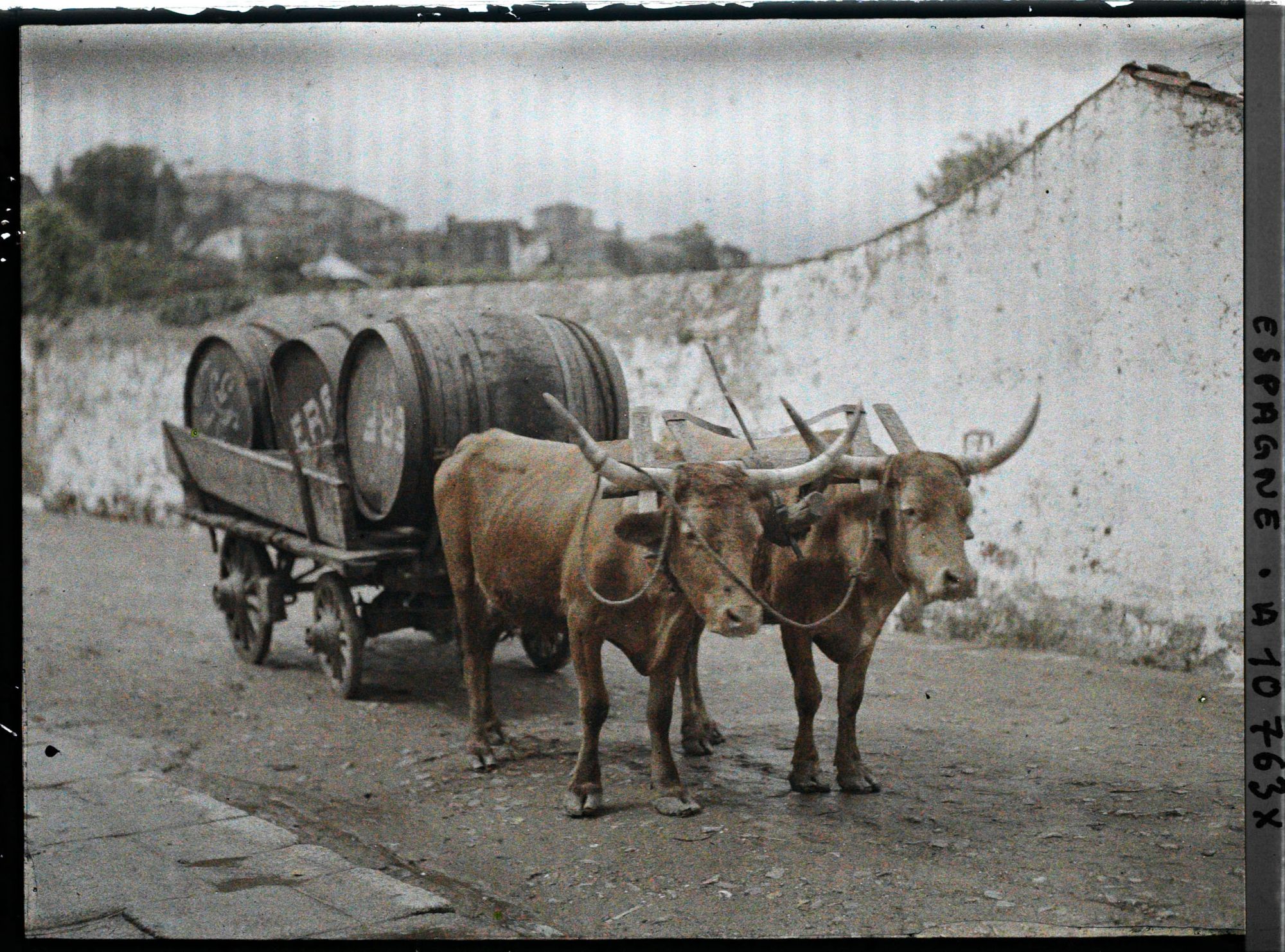 Image représentant Espagne, Santiago de Compostela, Un attelage de boeufs