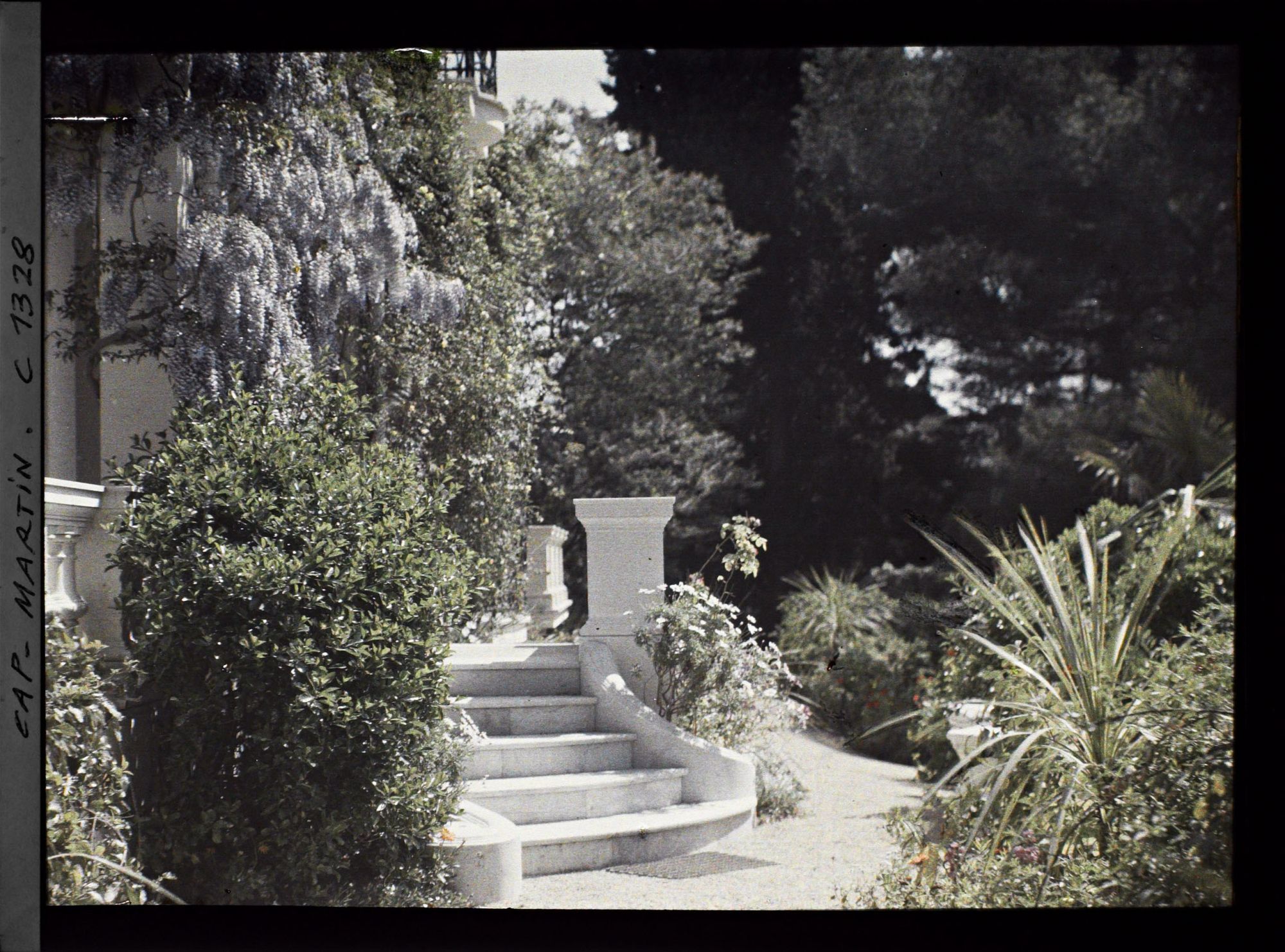 Image représentant Allée au pied du perron fleuri de la villa Miramar, bordée de plantes exotiques et de fleurs