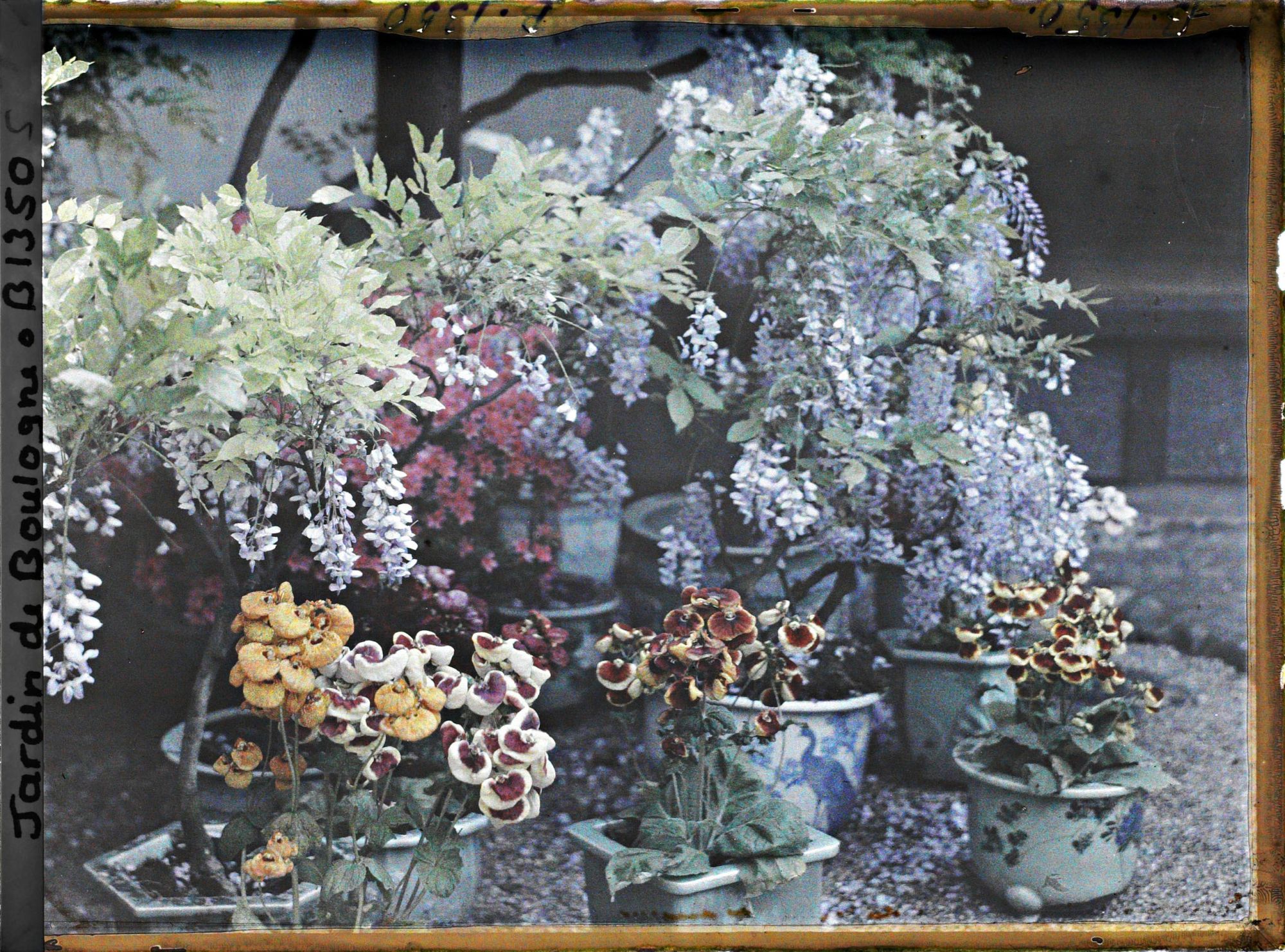 Image représentant Glycines, azalées et calcéolaires en pots fleuries au pied de la maison est du " village japonais "
