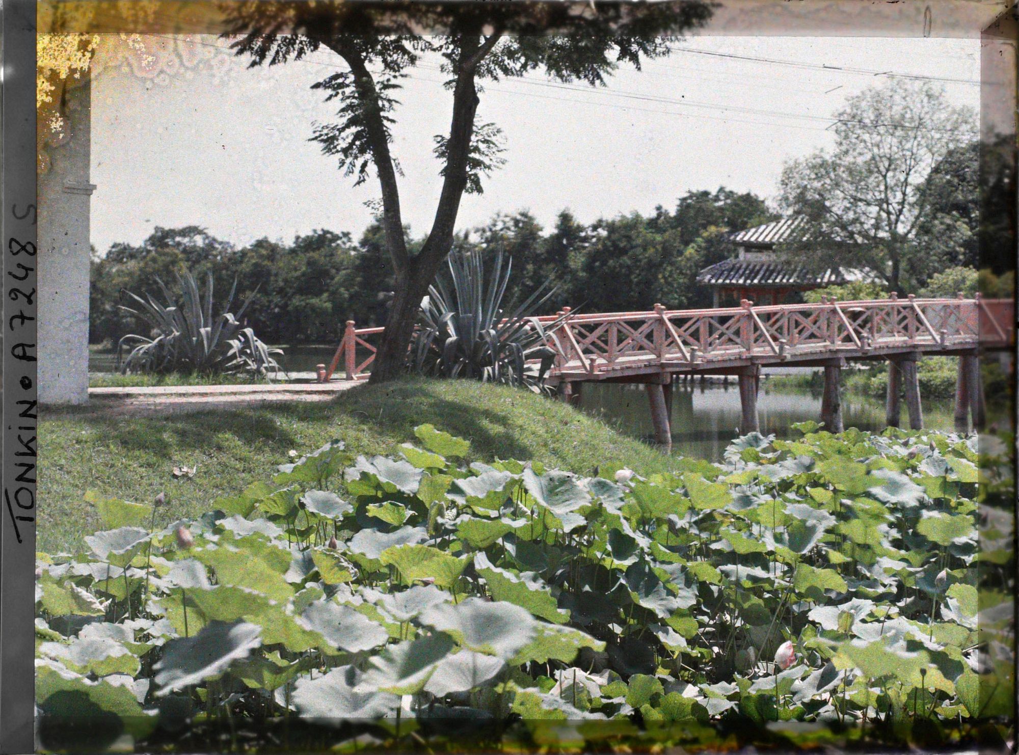 Image représentant La passerelle conduisant au temple Ngoc-s'on (appelé par les Européens "Pagode des Pinceaux"), situé sur "l'île de Jade" du Petit Lac couvert de lotus