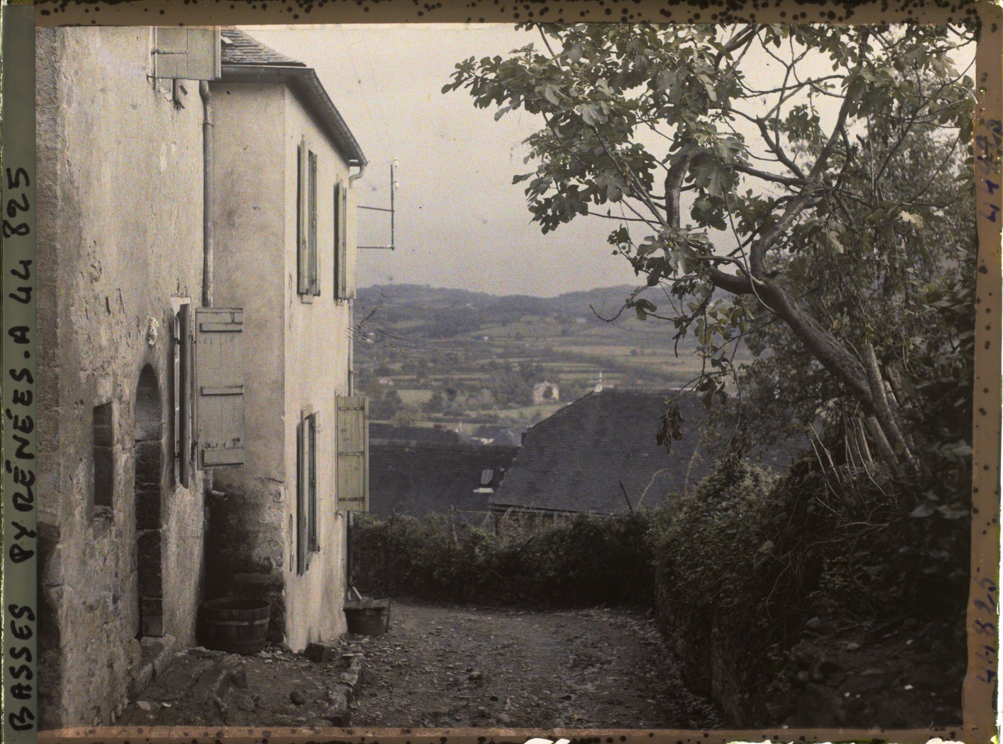 Image représentant France, Mauléon, Maison et figuier au dessus de Mauléon