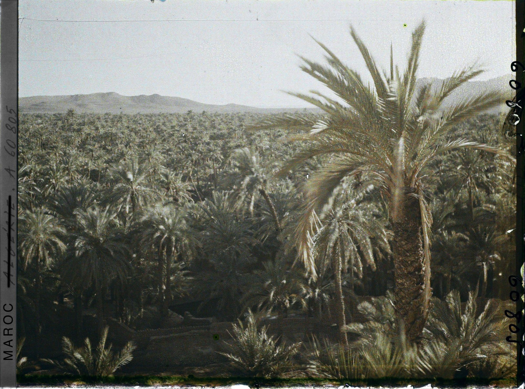 Image représentant La palmeraie avec au fond le Djebel Grouz