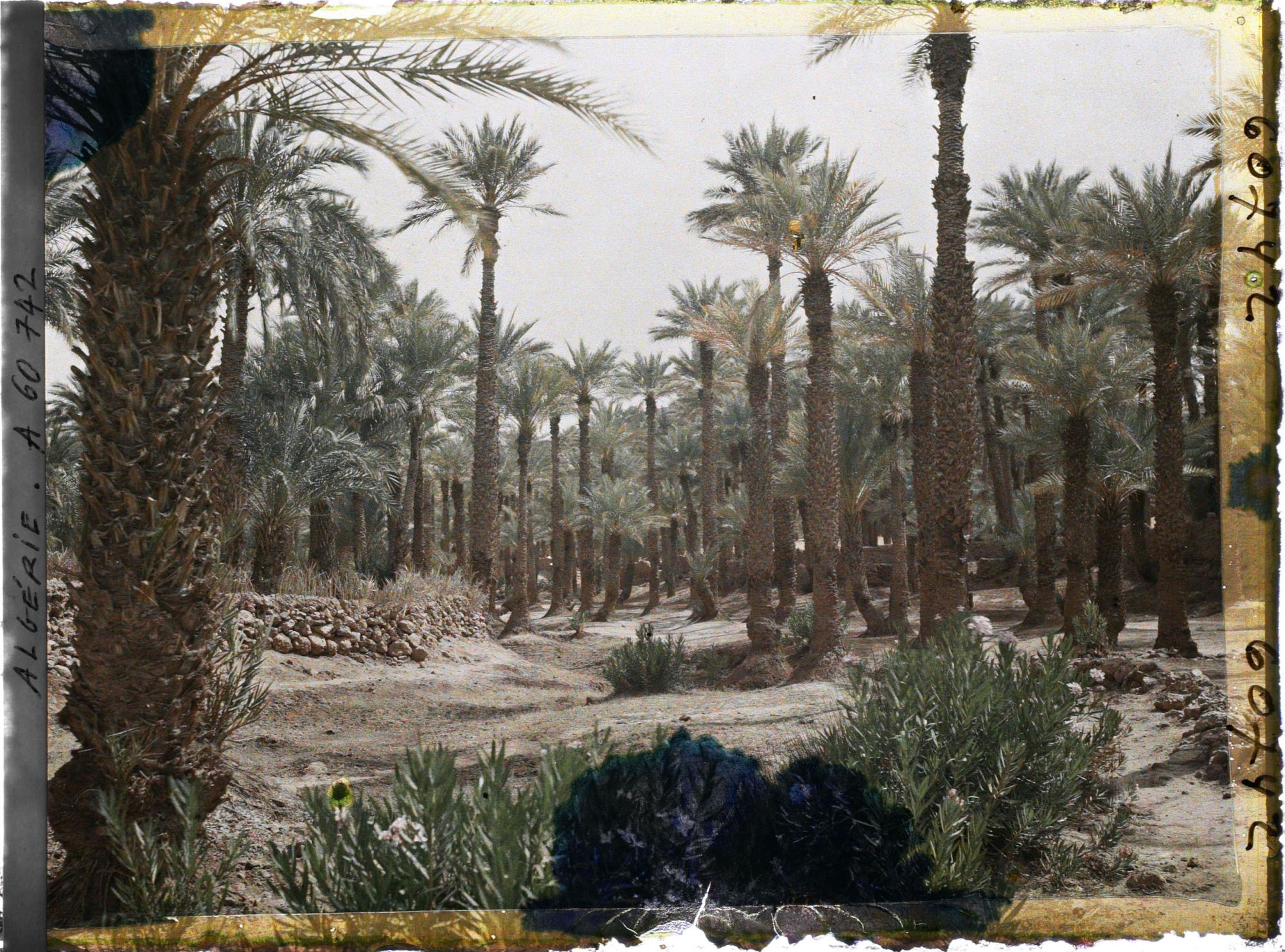 Image représentant Dans l'oasis