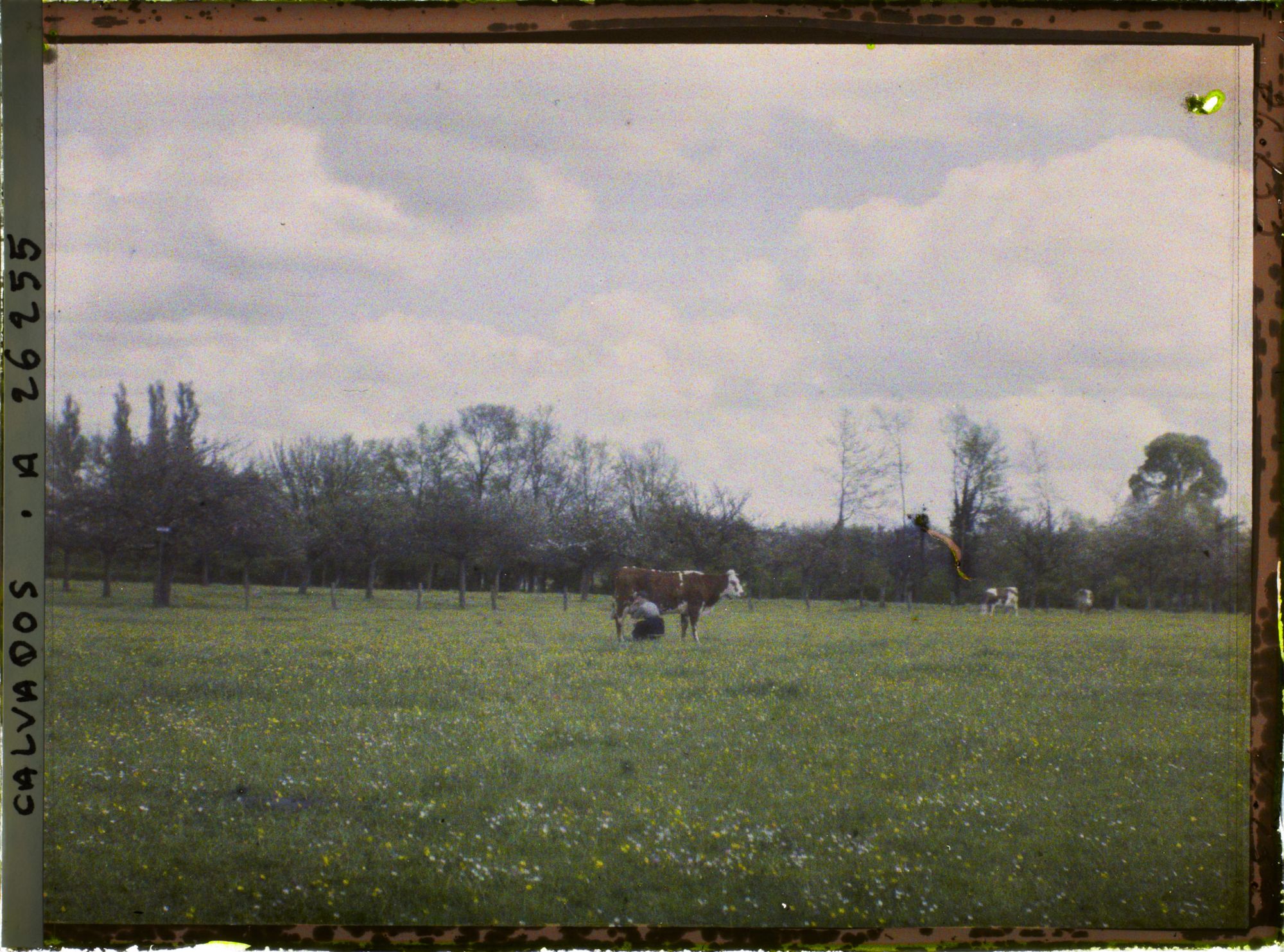 Image représentant Pâturage