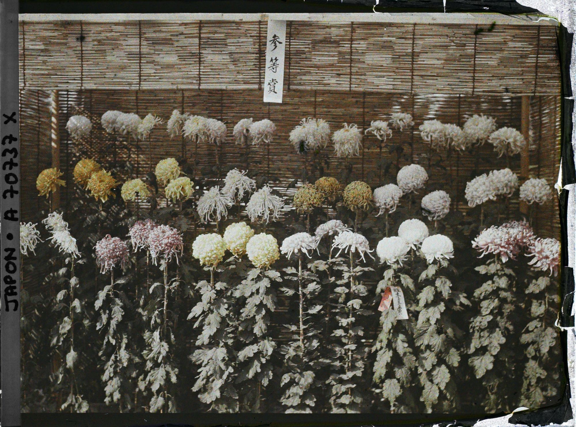 Image représentant Exposition de chrysanthèmes