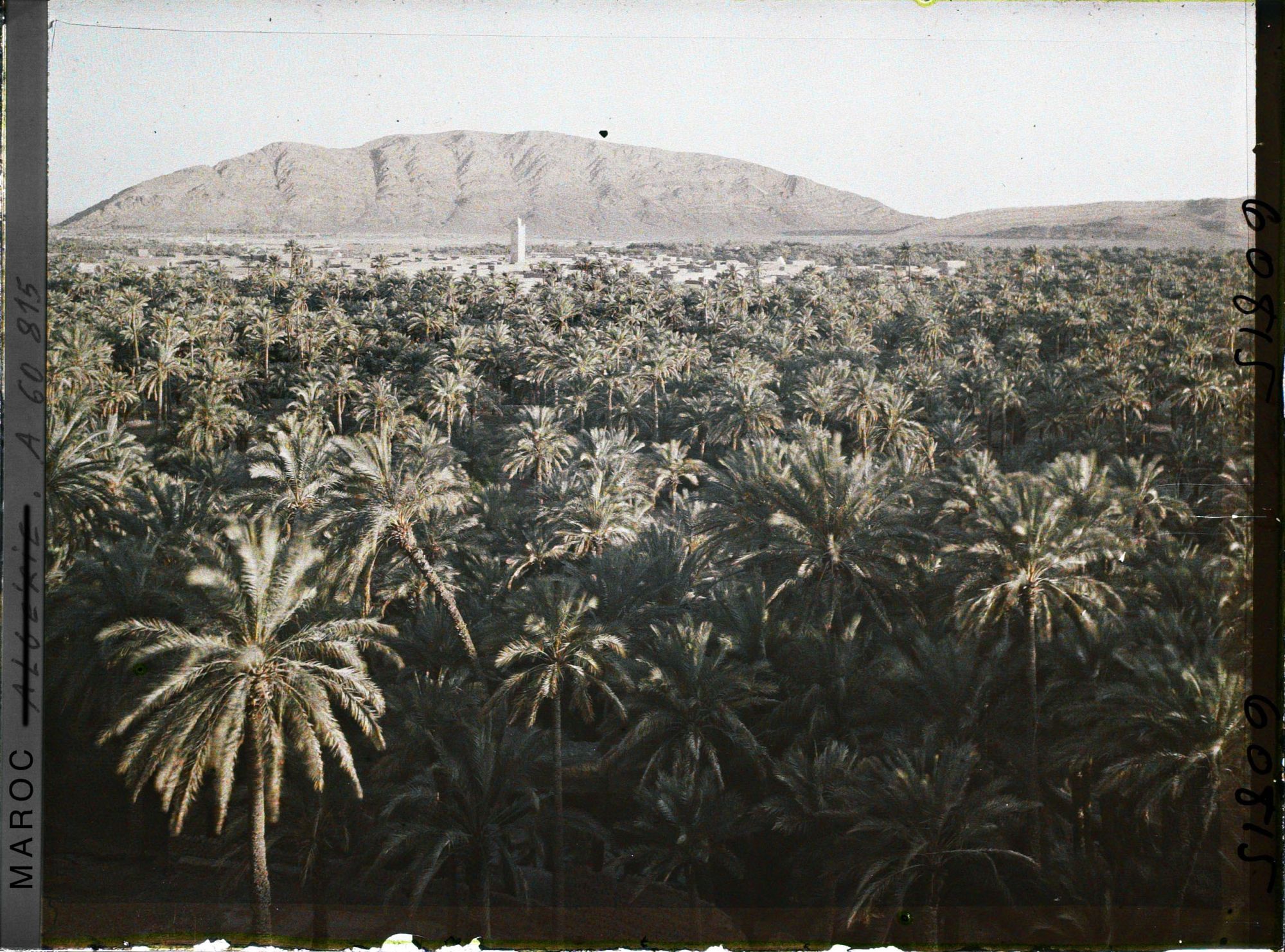 Image représentant Le soir, vue sur la palmeraie de Zenaga