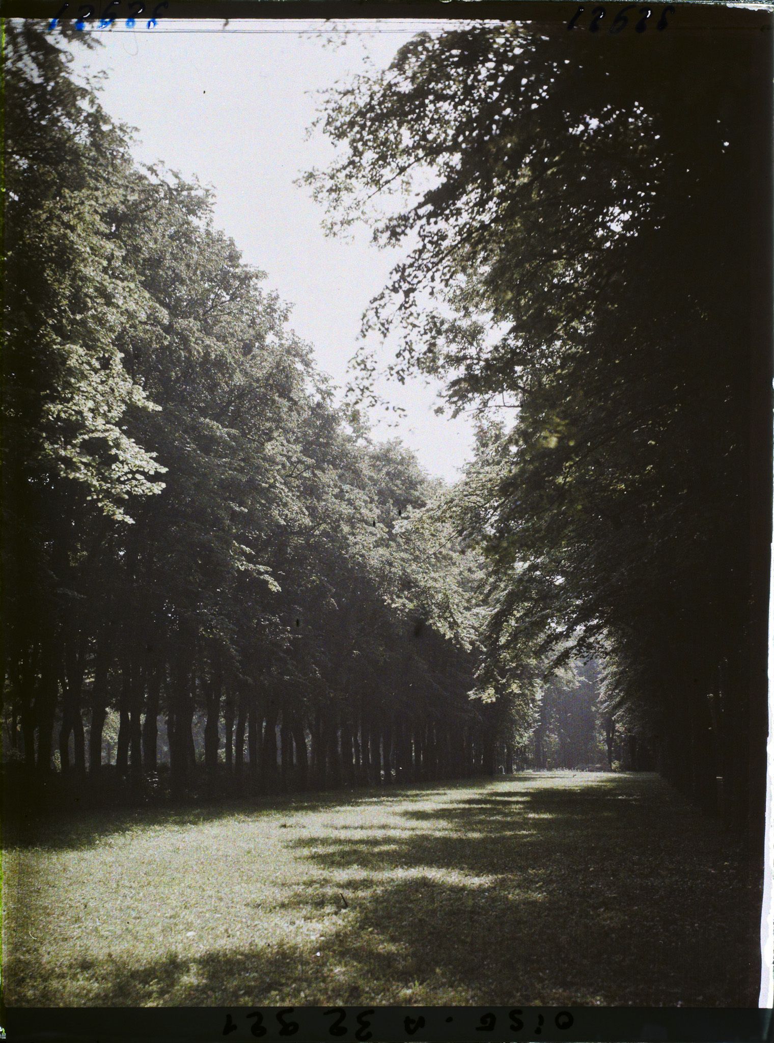 Image représentant France, Compiègne, Une allée du Parc