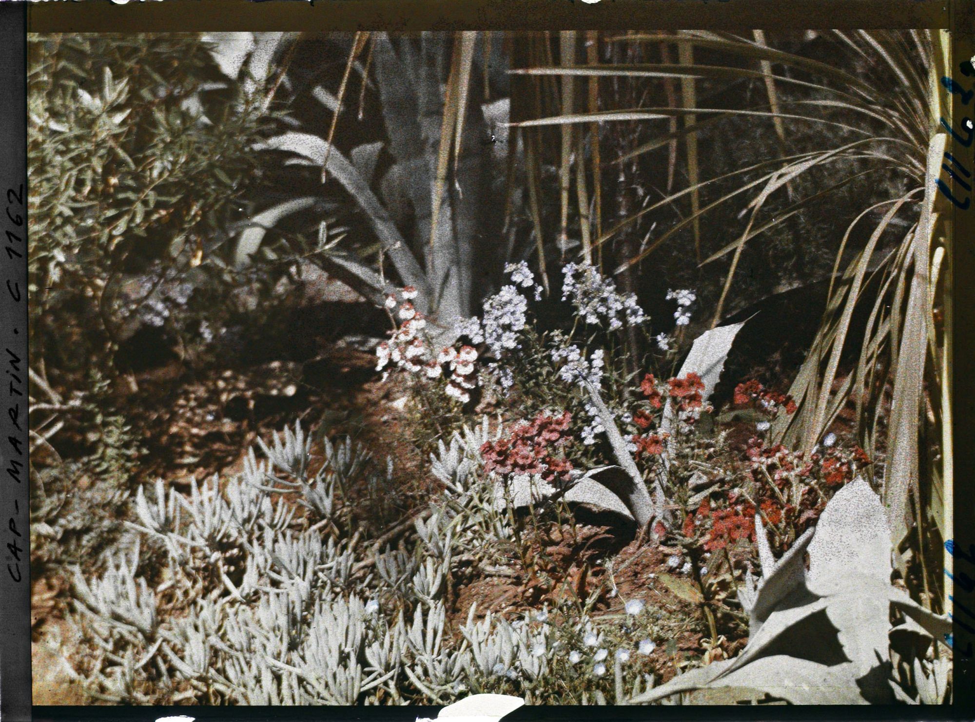 Image représentant le jardin