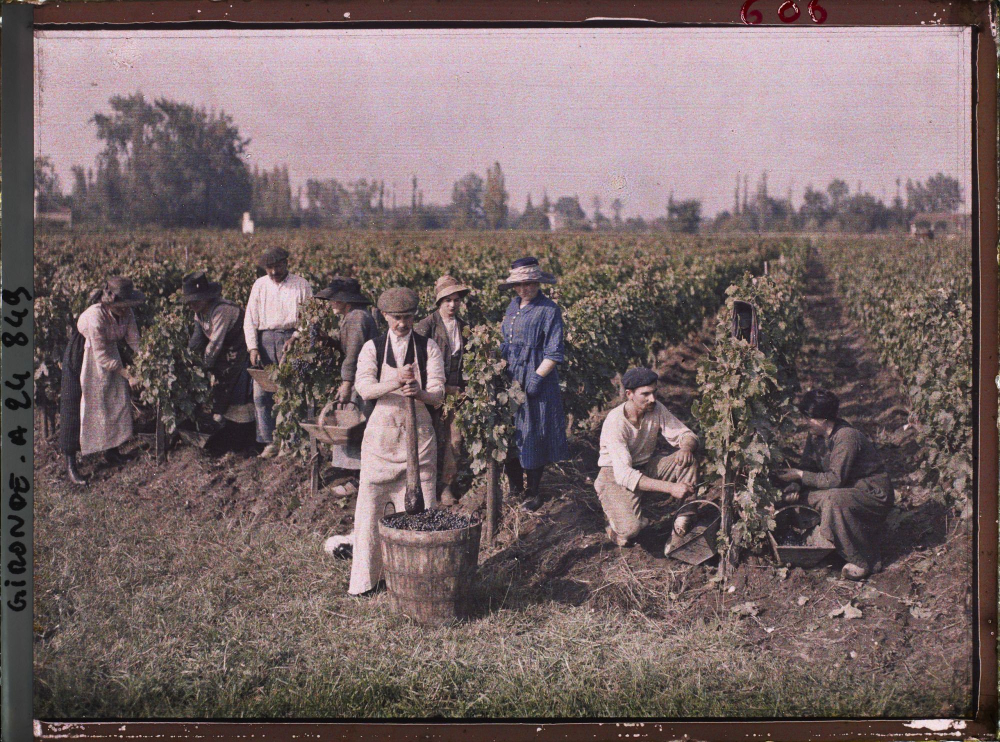 Image représentant Vendangeurs à la récolte