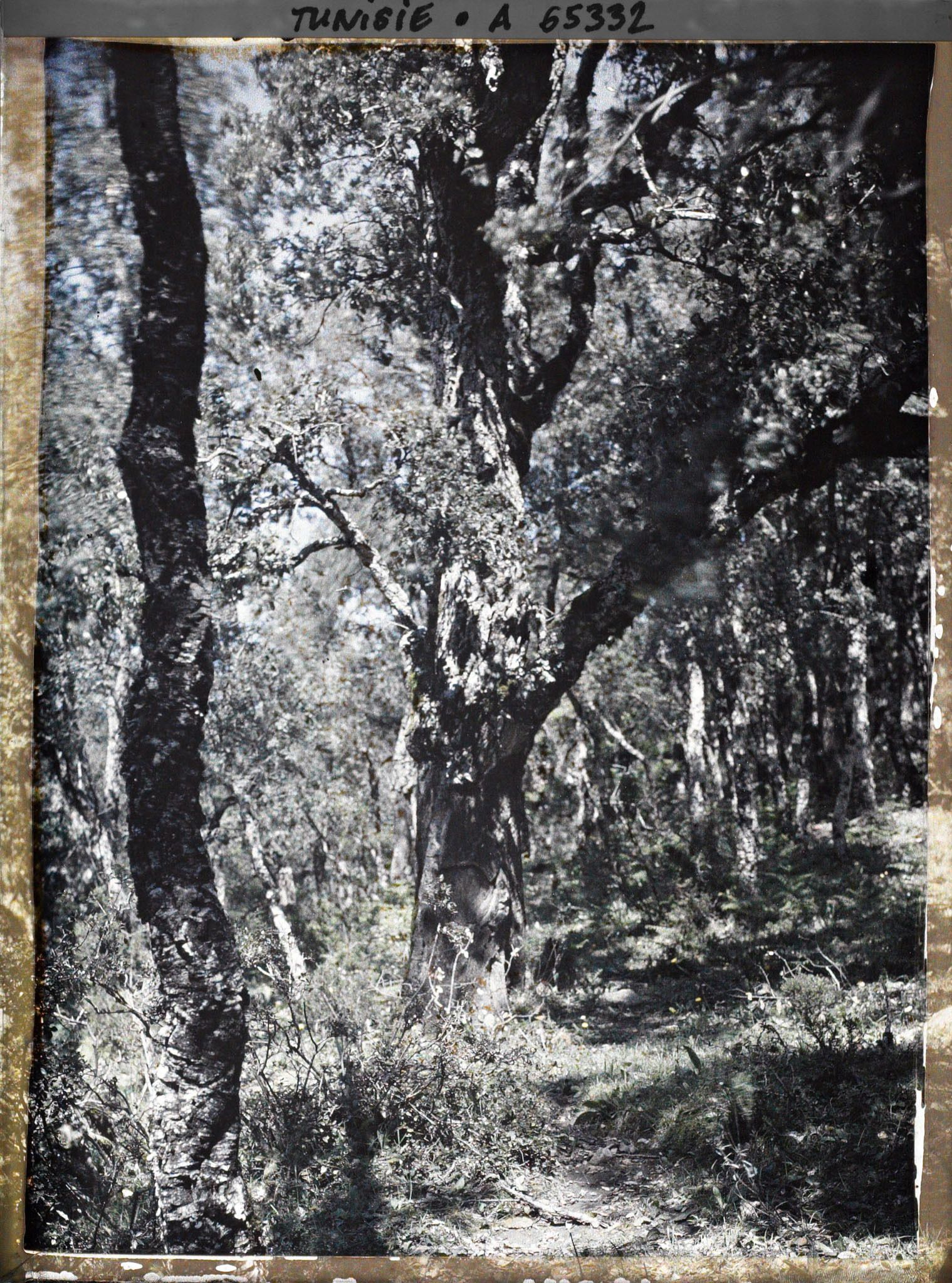 Image représentant Un sous-bois dans la forêt de chênes