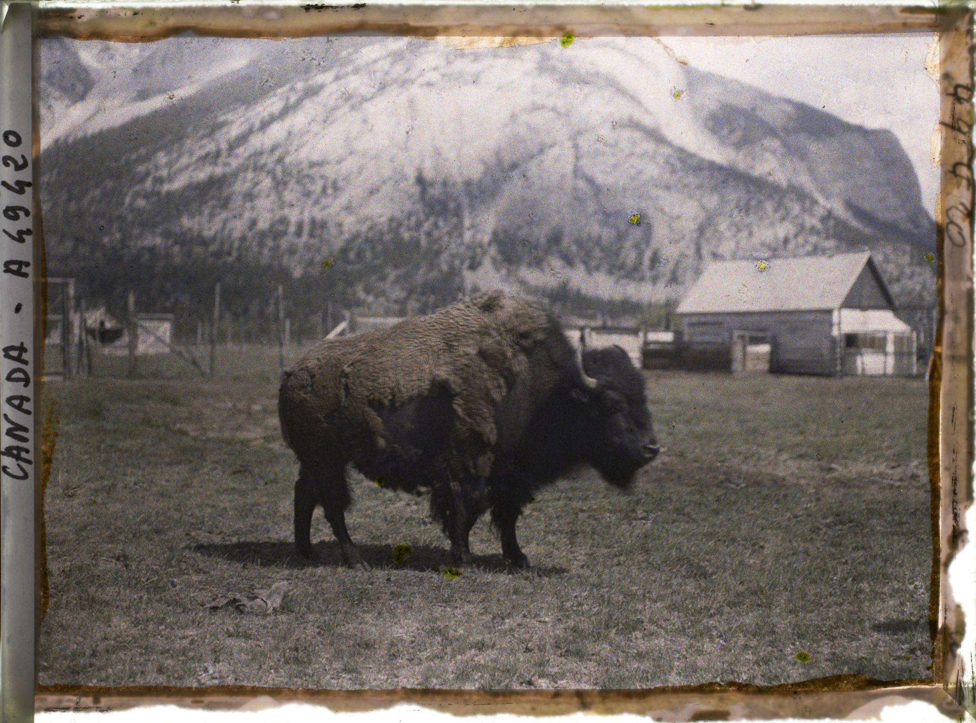 Image représentant Canada, Banff, Bisons (gros)